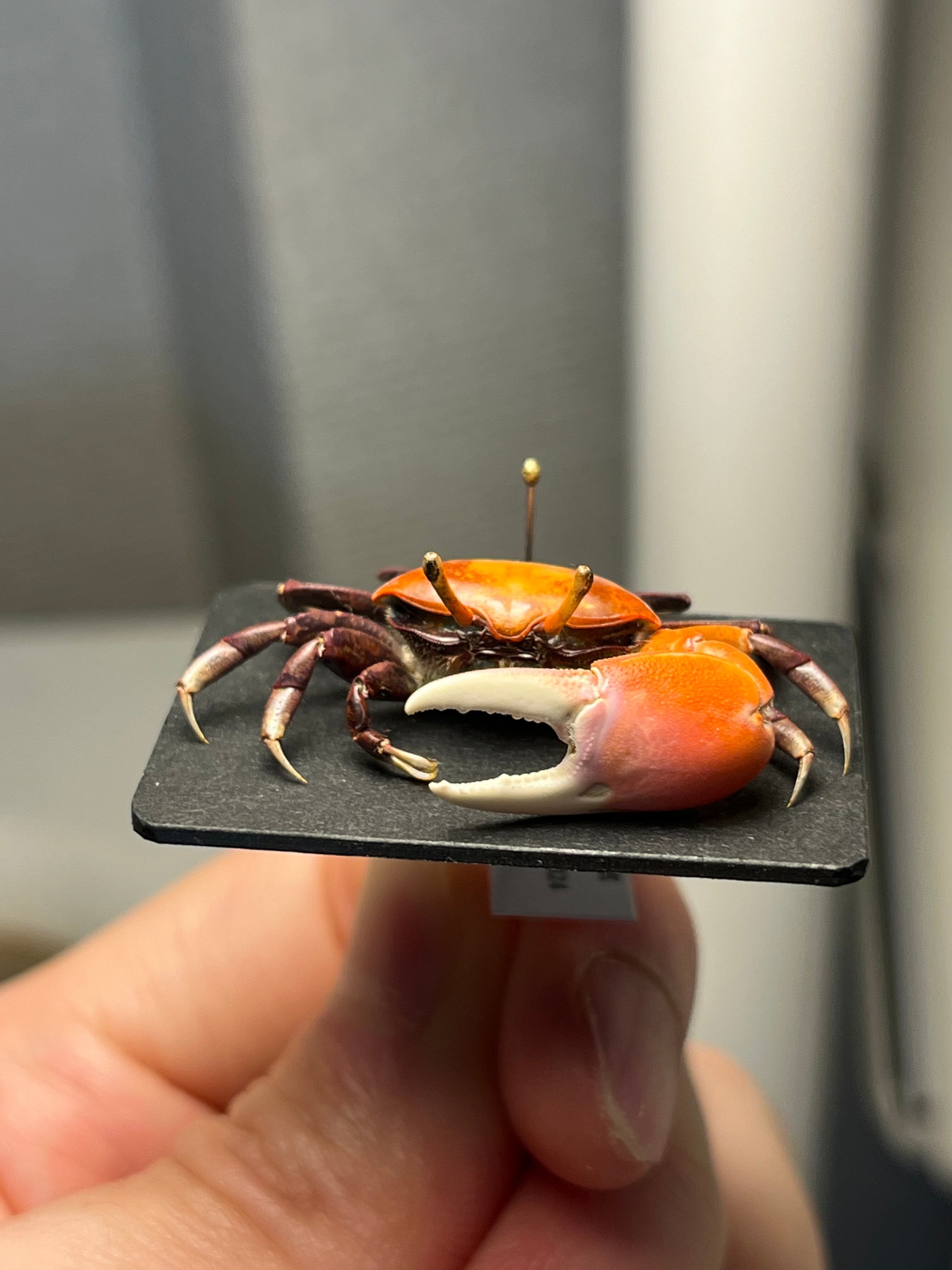【色残抜群】ベニシオマネキ かに カニ 蟹 ガニ シャコ エビ ロブ 昆虫標本 色残抜群】ベニシオマネキ かに カニ 蟹 ガニ シャコ エビ ロブスター