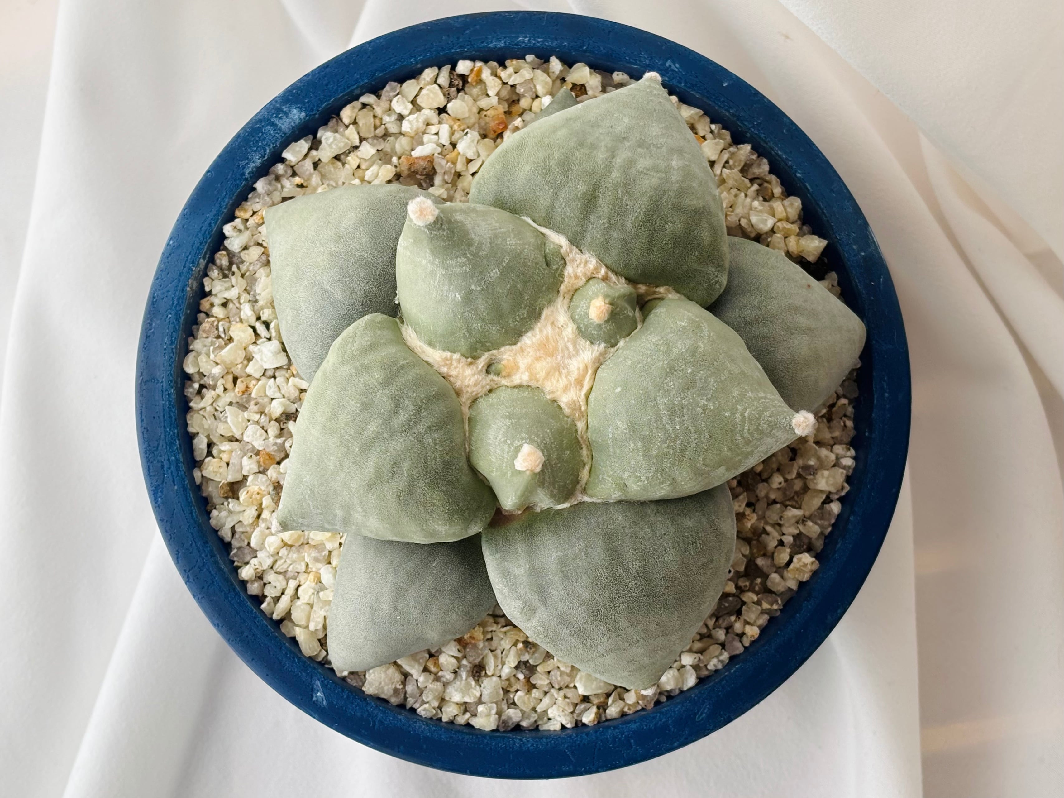Ariocarpus furfuraceus f. アリオカルプス 大疣青磁牡丹 サボテン