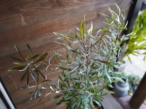 【現物】バンクシア　”リトラリス”