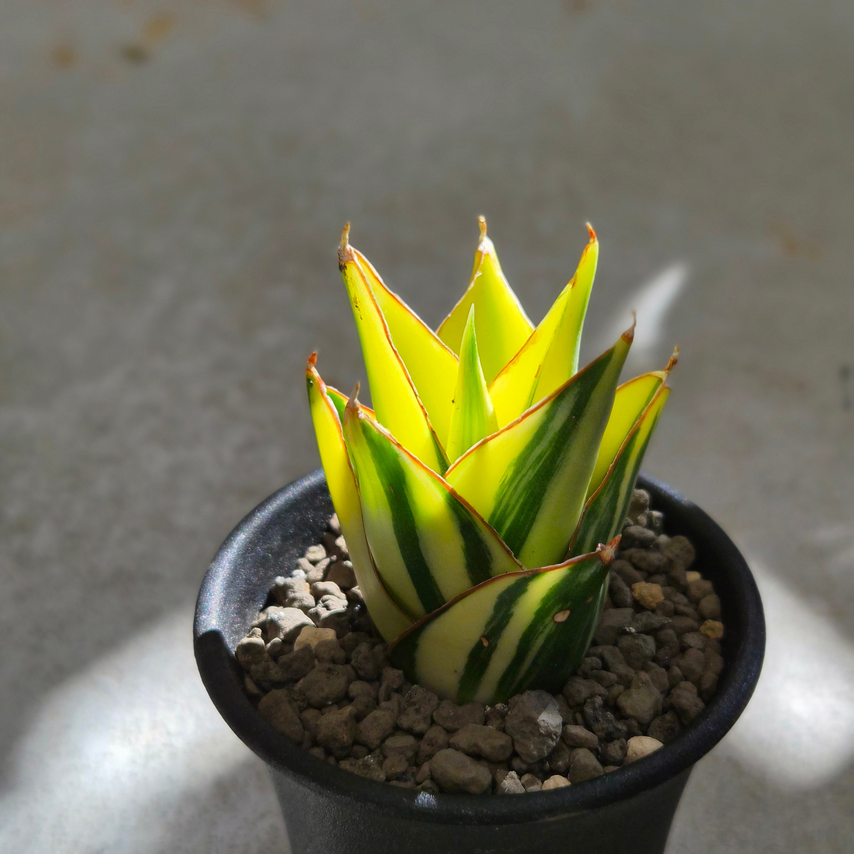 超特大　発根済　Sansevieria sp.デザイン鉢のまま発送　サンスベリア Sansevieria 'Tower Variegated' サンスベリア・タワー 斑入り