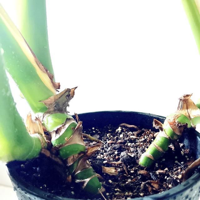 モンステラ ボリュームあり 大葉 観葉植物 calm cafe
