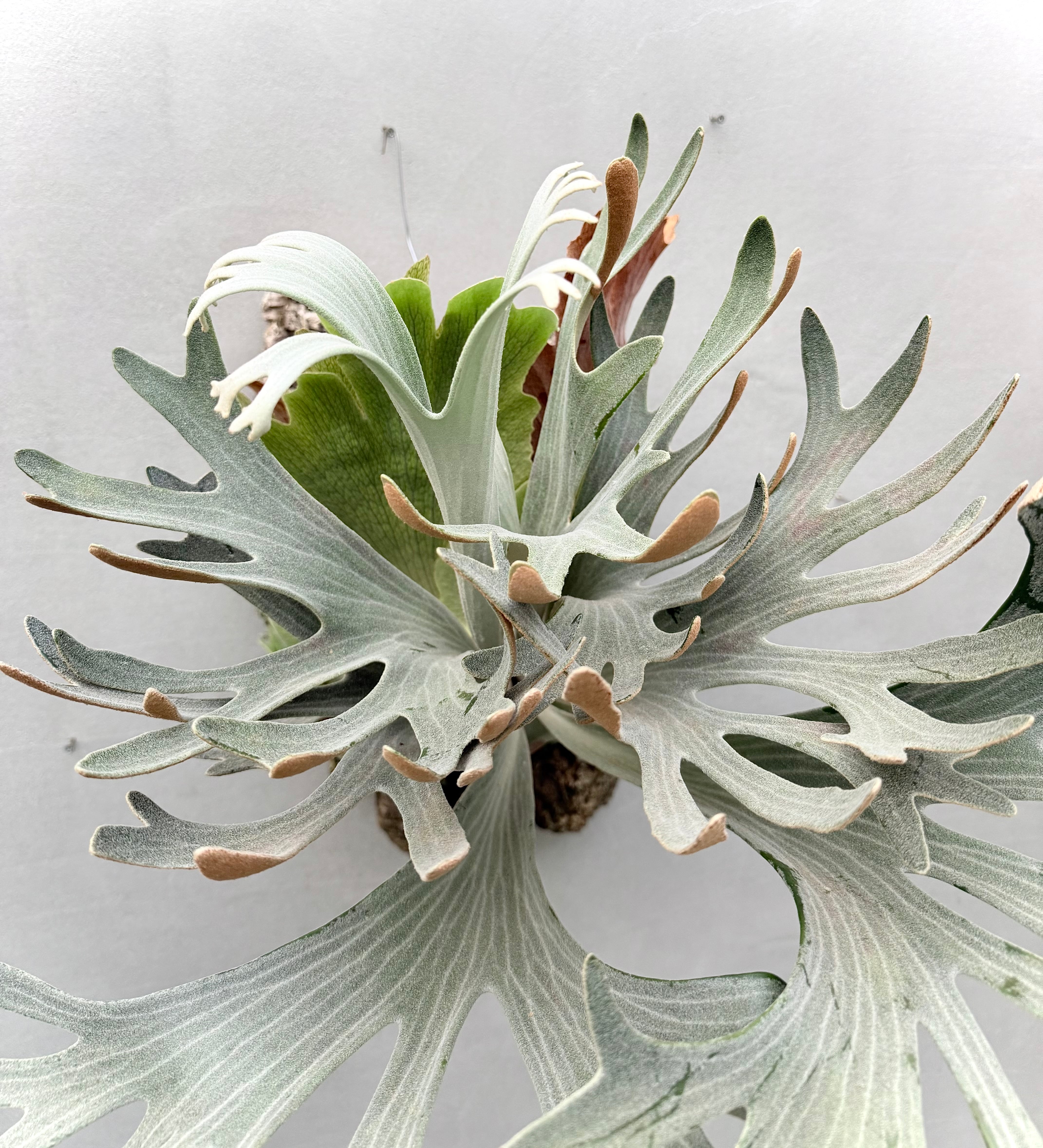Platycerium_ビカクシダ | vandaka plants