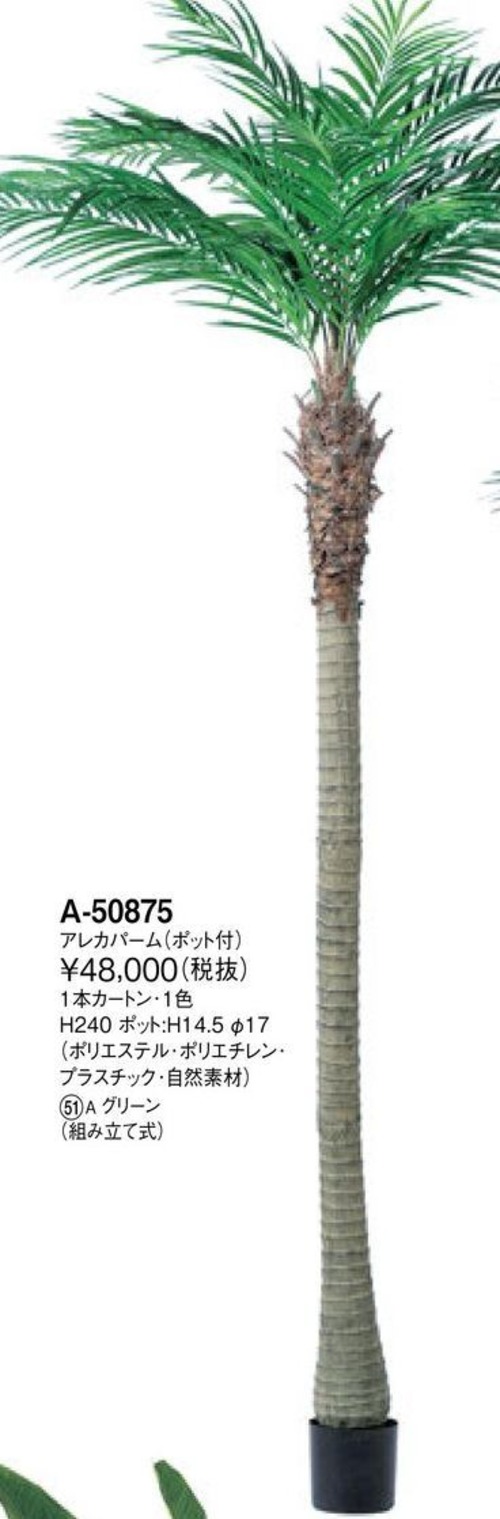 アレカパーム  　　花言葉「君を見守る」　高さ：240cm