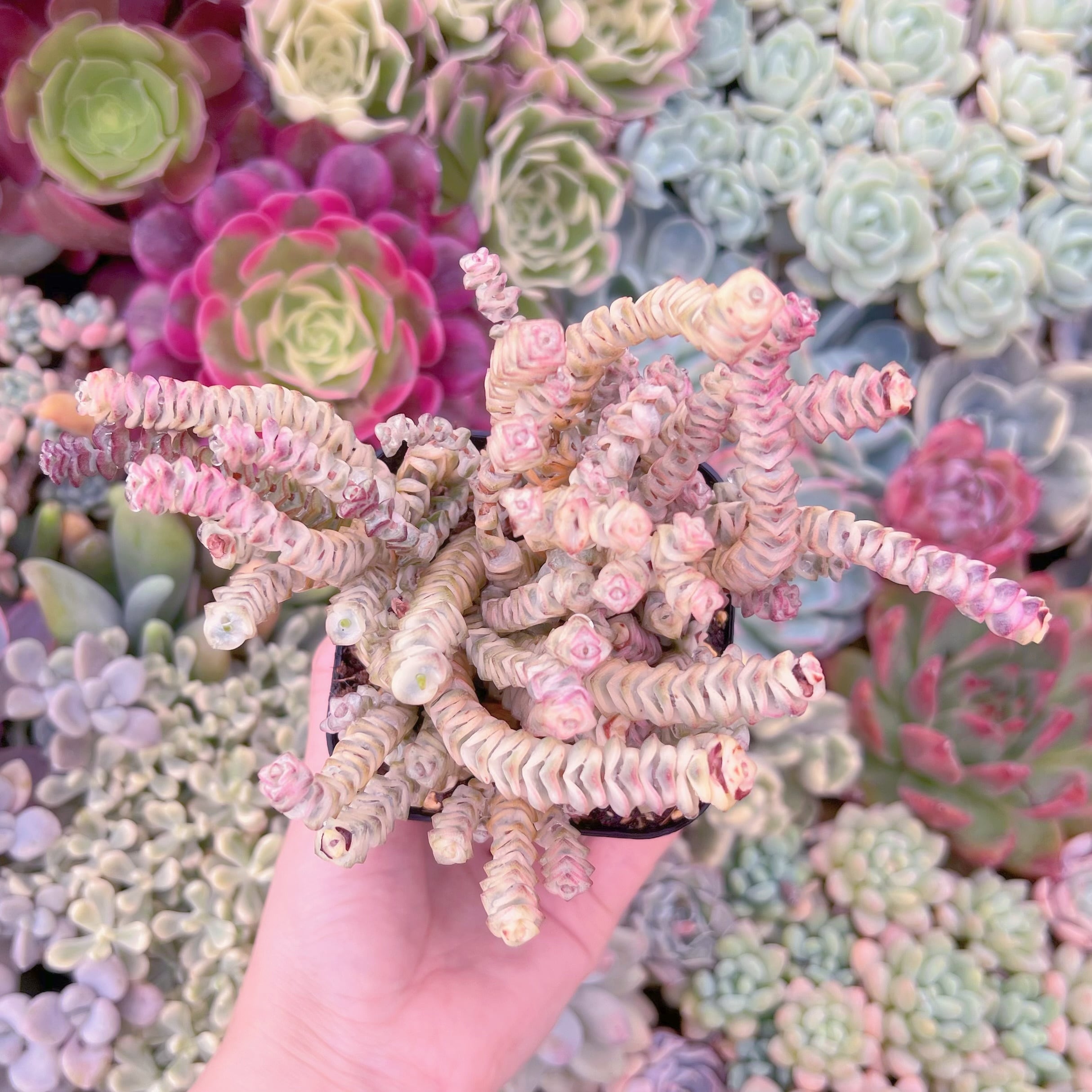 現品　ファンタジー錦#249　るる農園