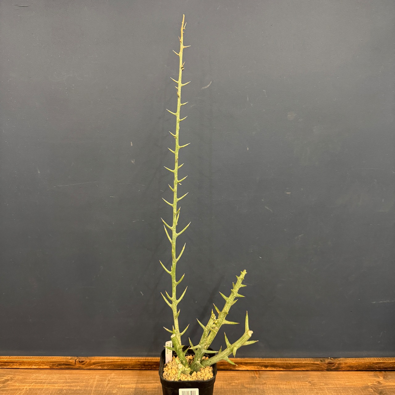 アデニア　グロボーサ【279】