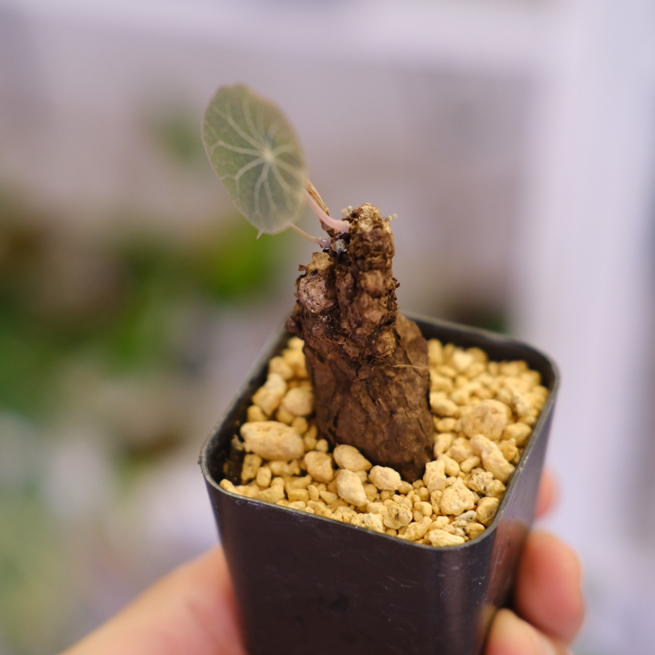 Stephania kaweesakii / ステファニア カウィーサキ㊼/ 観葉植物