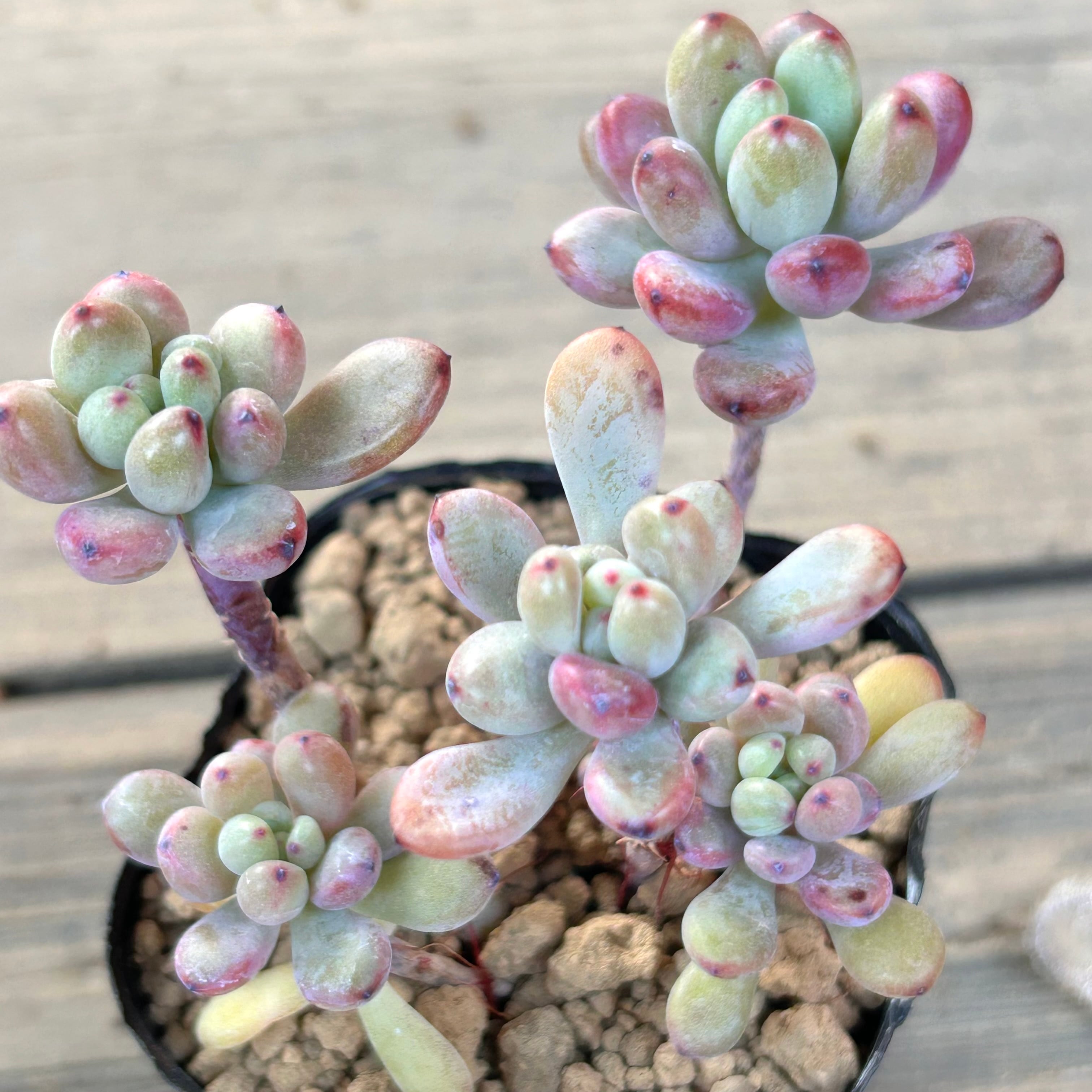 コミックトム2 | RuPo 多肉植物専門店