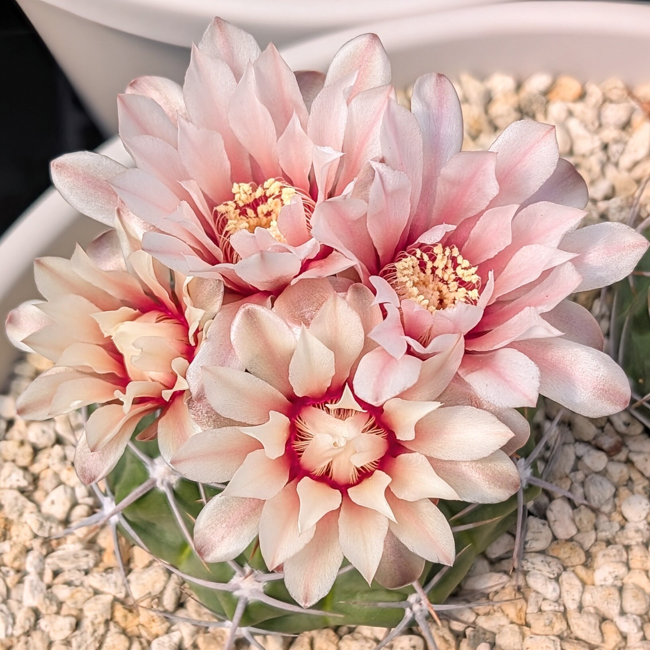 種子(少量パック)/30粒】Gymnocalycium mostii (CH 1739a