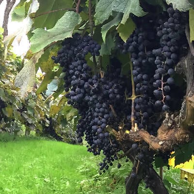 テレビで紹介‼ 果恋ー KARENー 無添加生絞りぶどうジュース