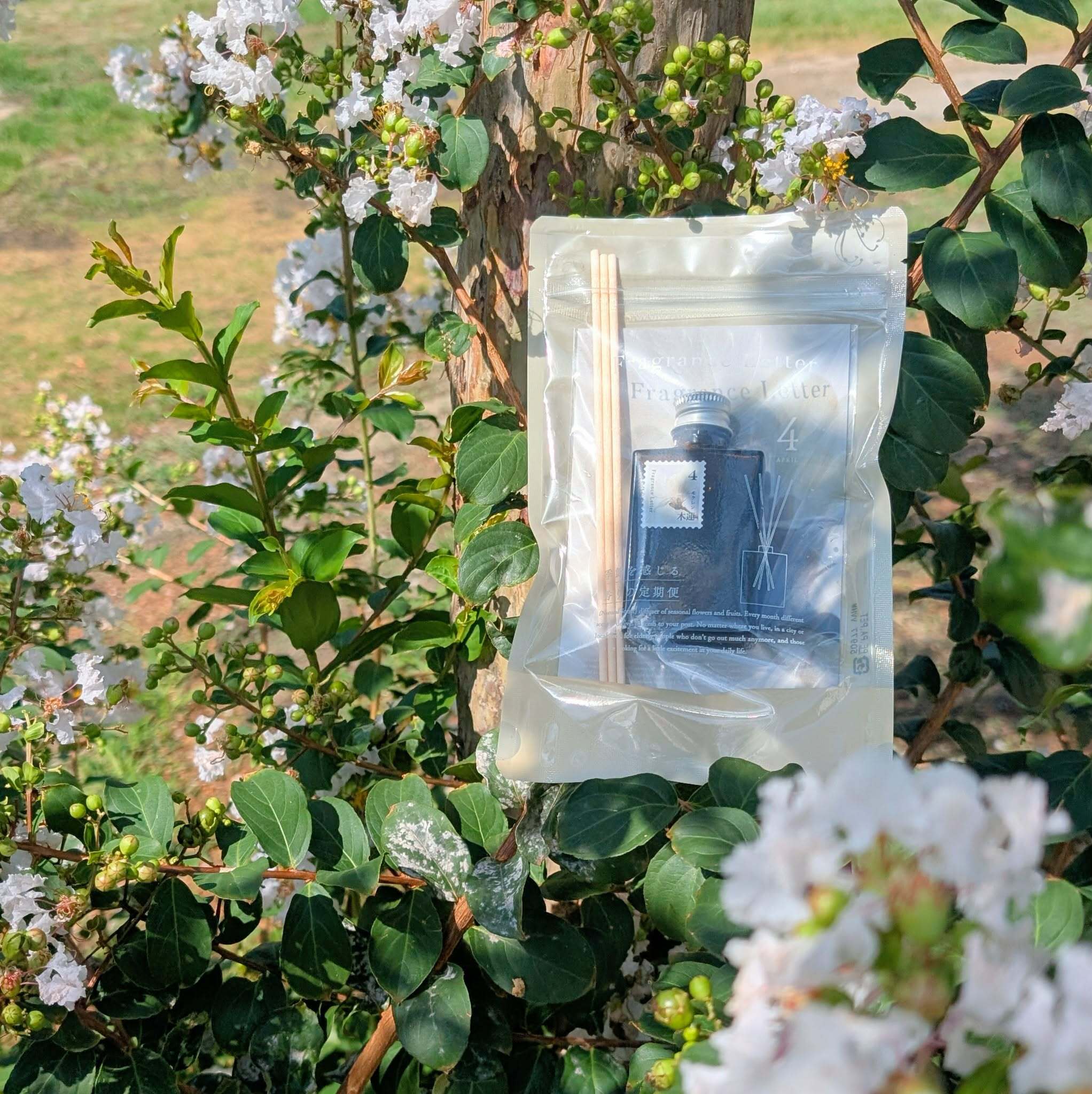 4月:木蓮