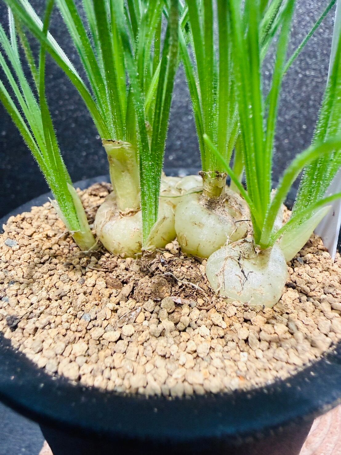 アルブカ スピラリス 観葉植物 3号 かわいい | 観葉植物と雑貨のお店