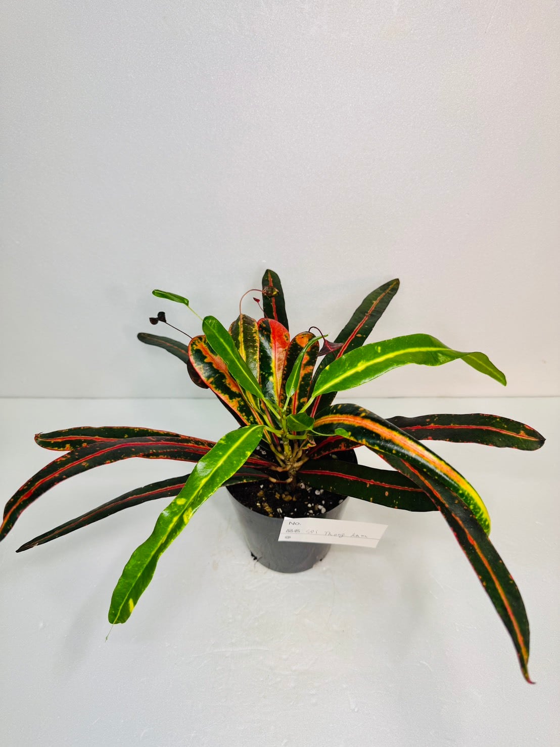 限定2鉢！アロカシア・ヴェノム 3号水苔 希少 | 観葉植物と雑貨のお店