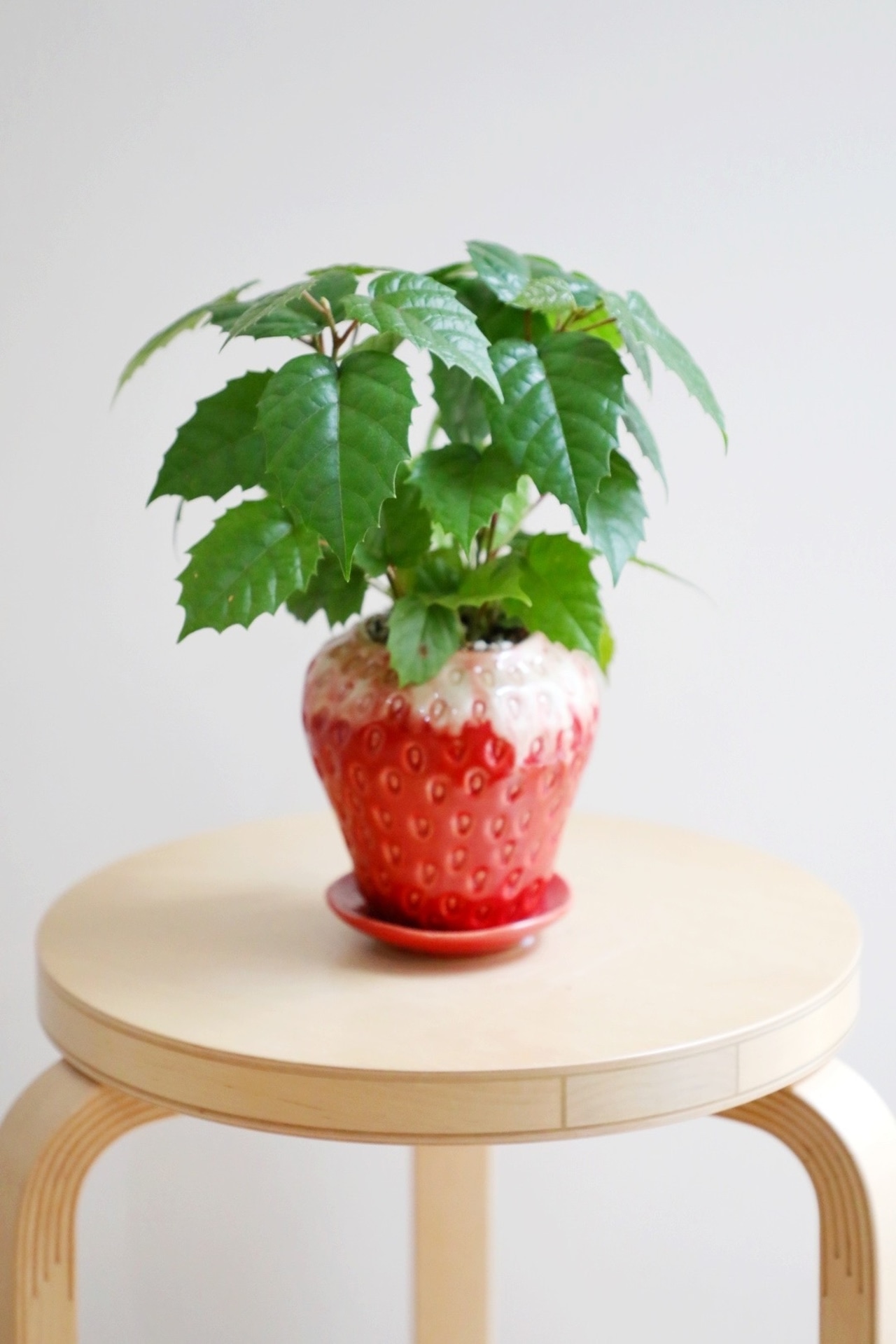 【S】カンガルーアイビー/Cissus antarctica