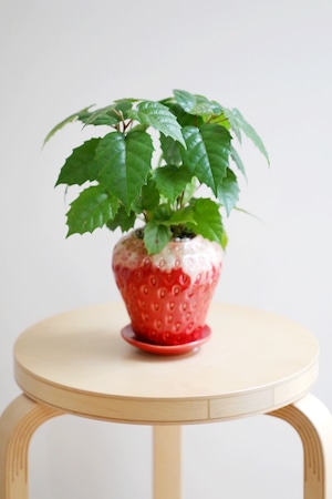 【S】カンガルーアイビー/Cissus antarctica