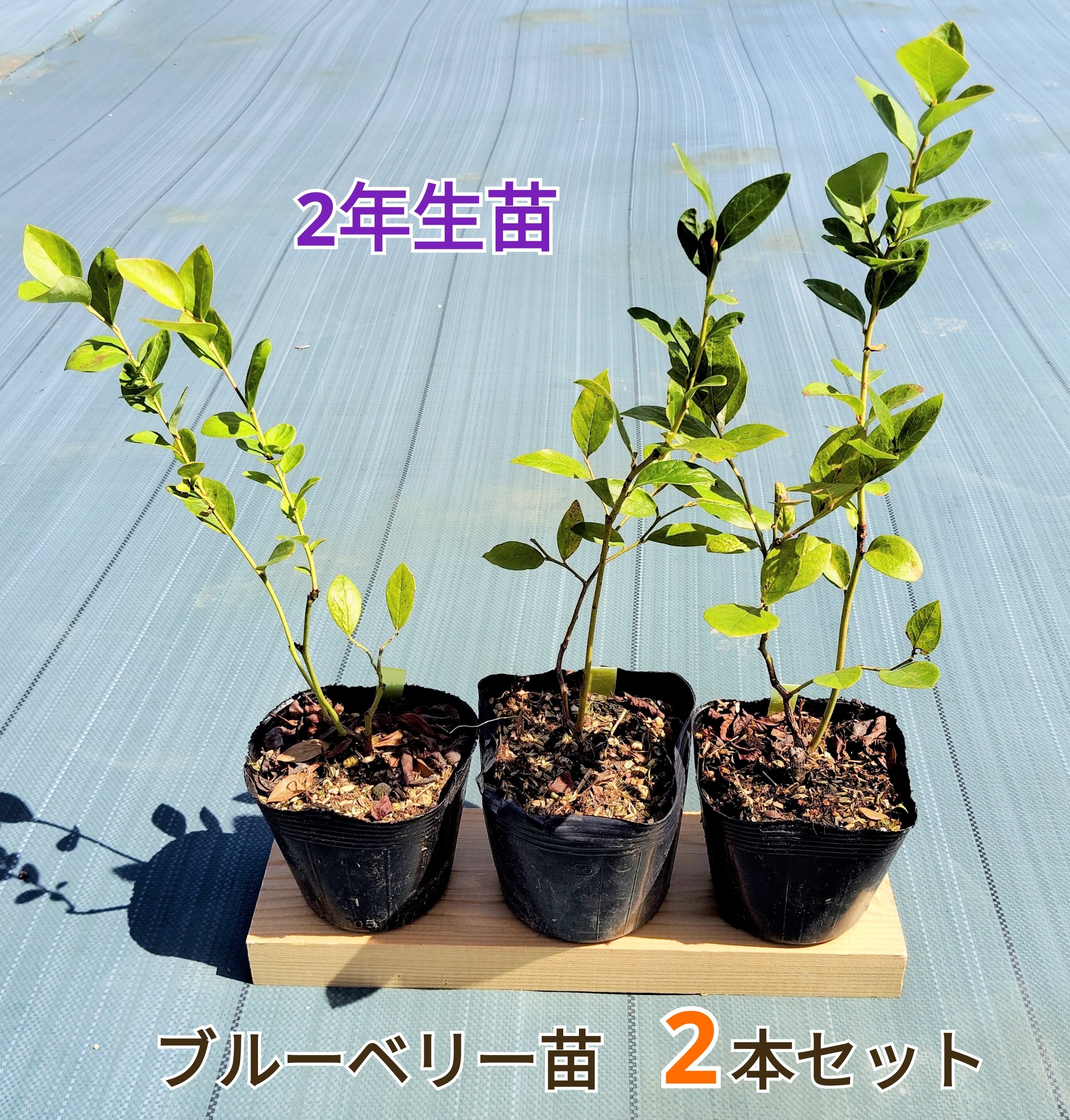 ブルーベリー1年生苗 3本セット | PAY ID