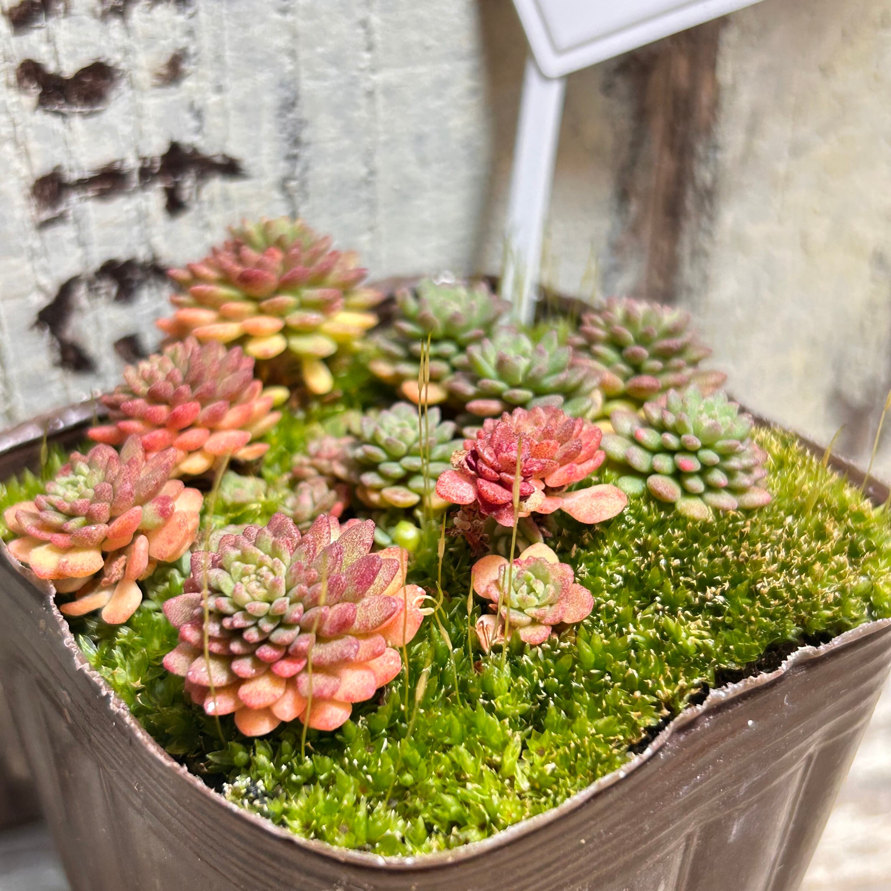 セダム | RuPo 多肉植物専門店