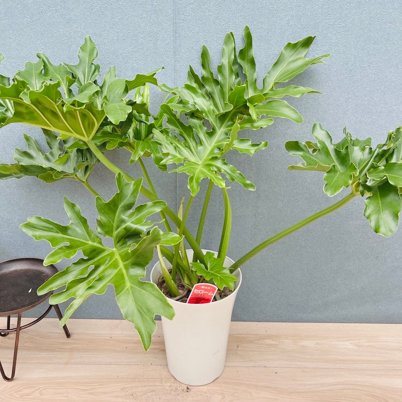 ［現品］72番　マドカズラ　ミント　斑入り　7号　観葉植物　室内　かわいい　レア 現品］19番 マドカズラ ミント 斑入り 7号 観葉植物 室内 かわいい
