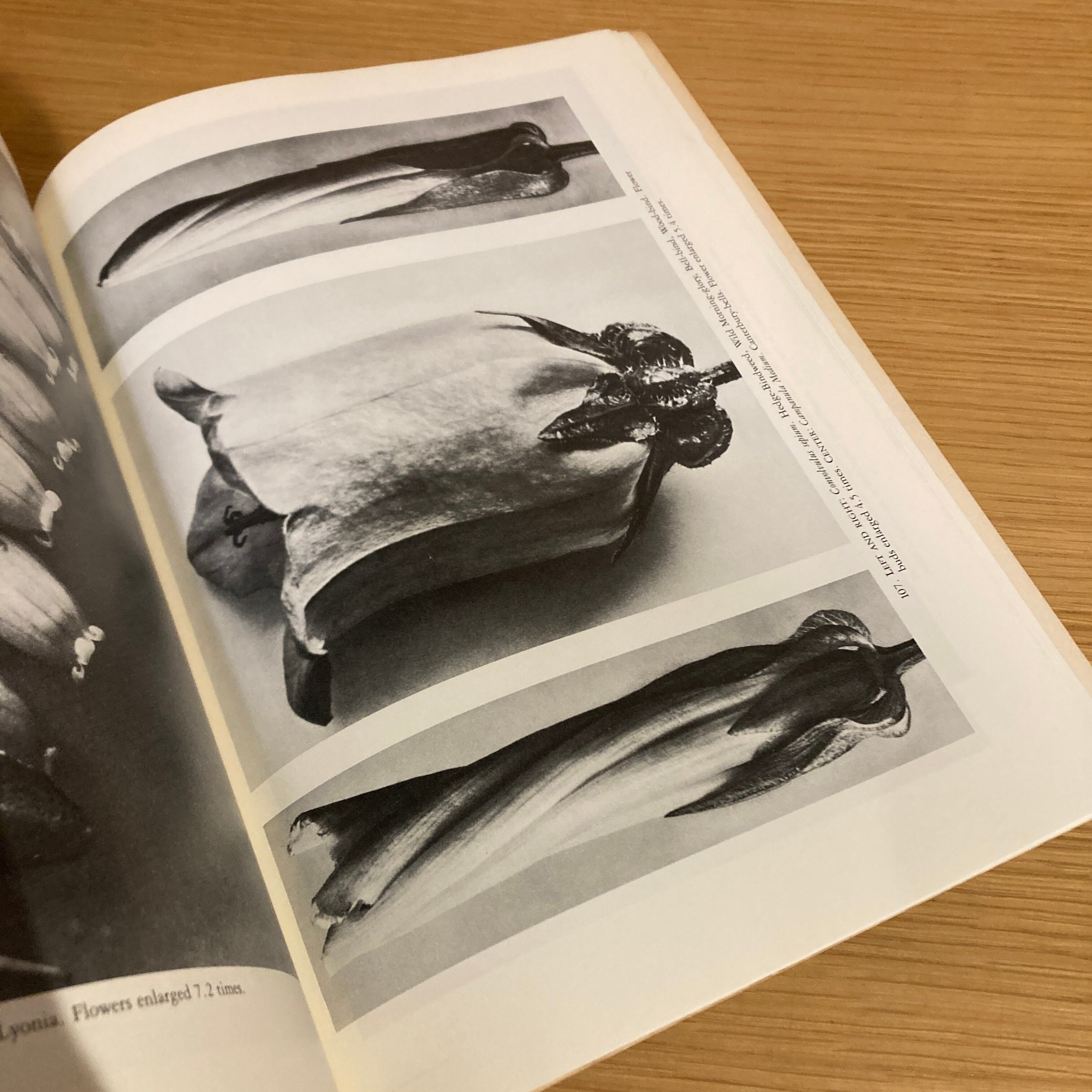 Art Forms in The Plant World / Karl Blossfeldt（カール・ブロス