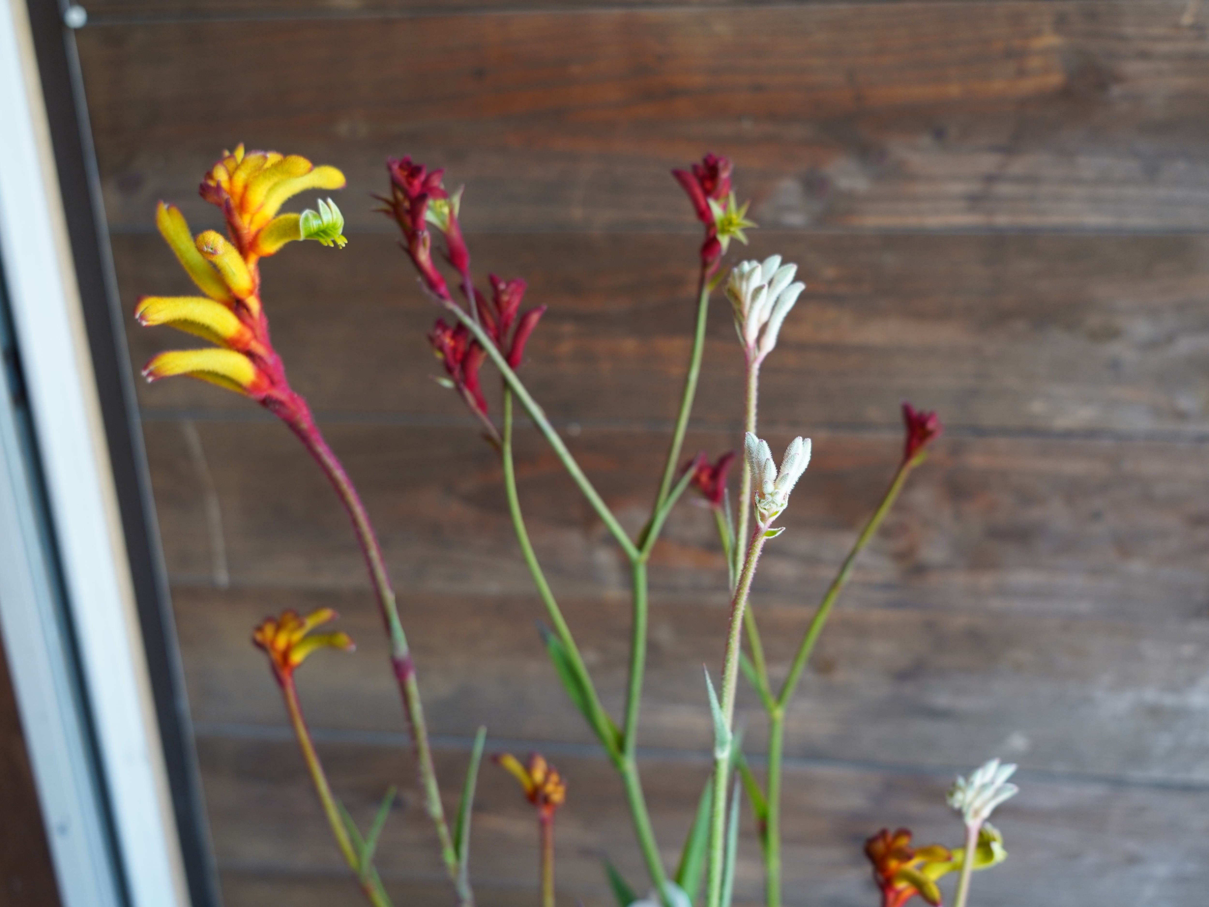 【現物】カンガルーポー Bセット(3色セット)