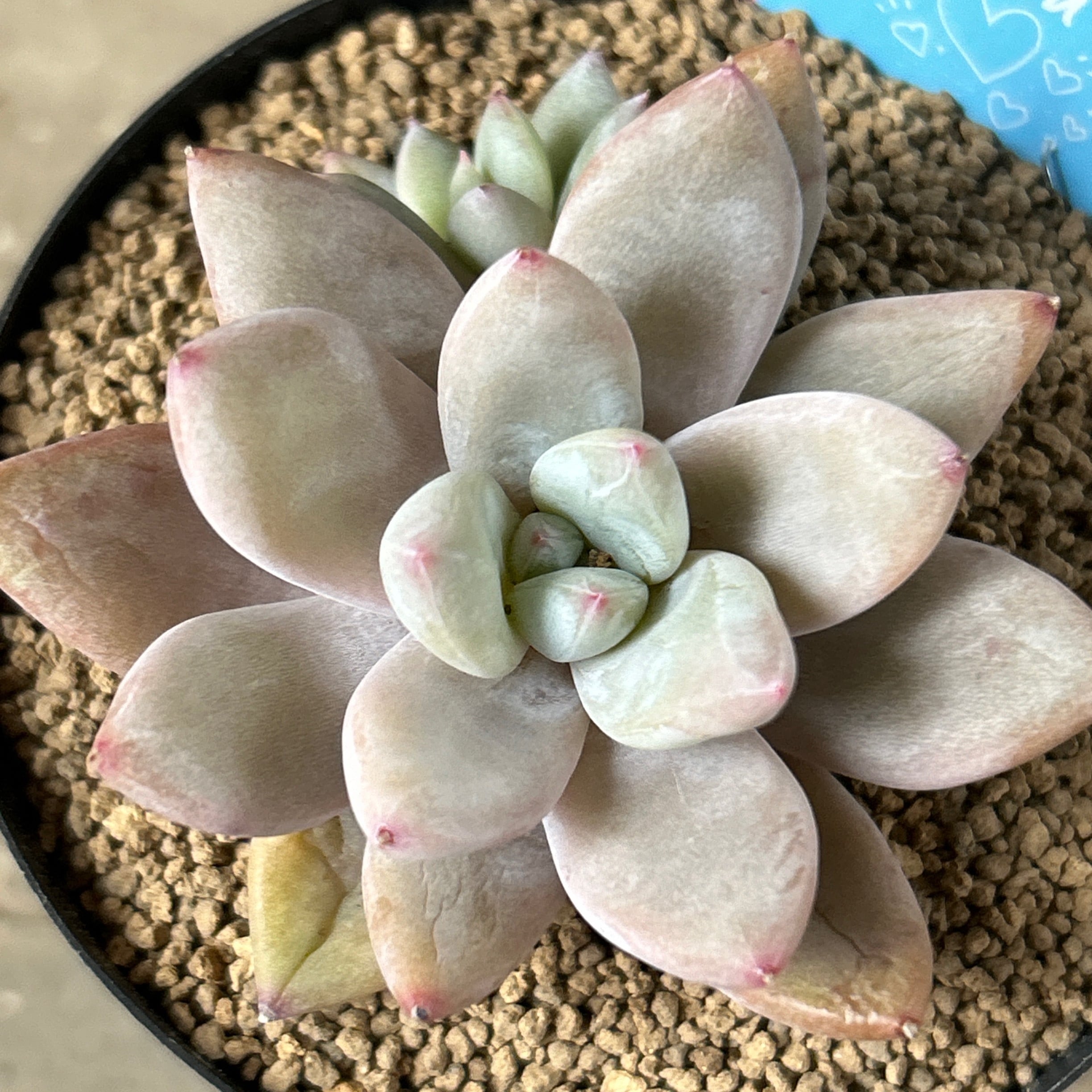 ラウイ×トリマネンシス | RuPo 多肉植物専門店