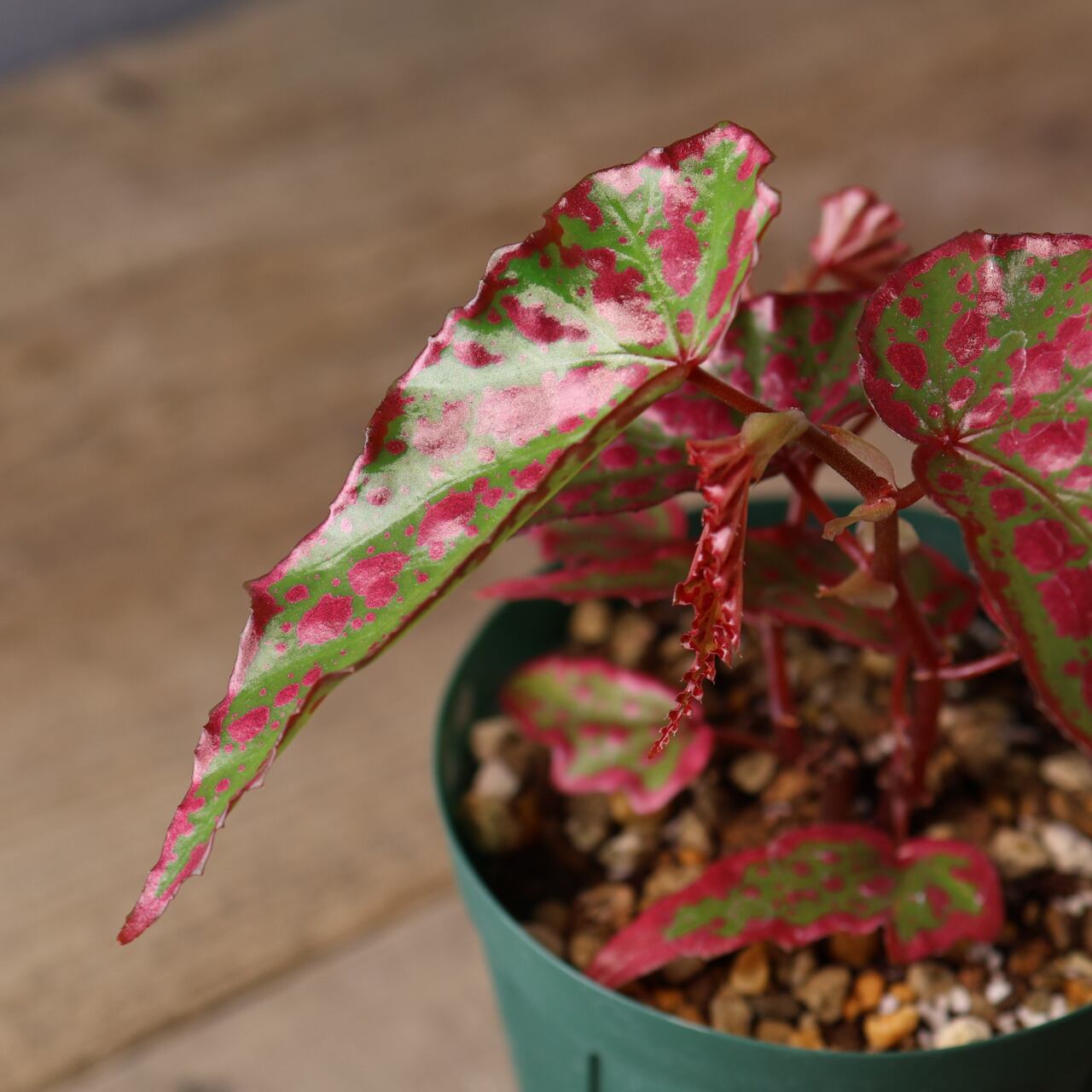 392 斑点と個性が踊る、唯一無二のハイブリッドベゴニア『ベゴニア