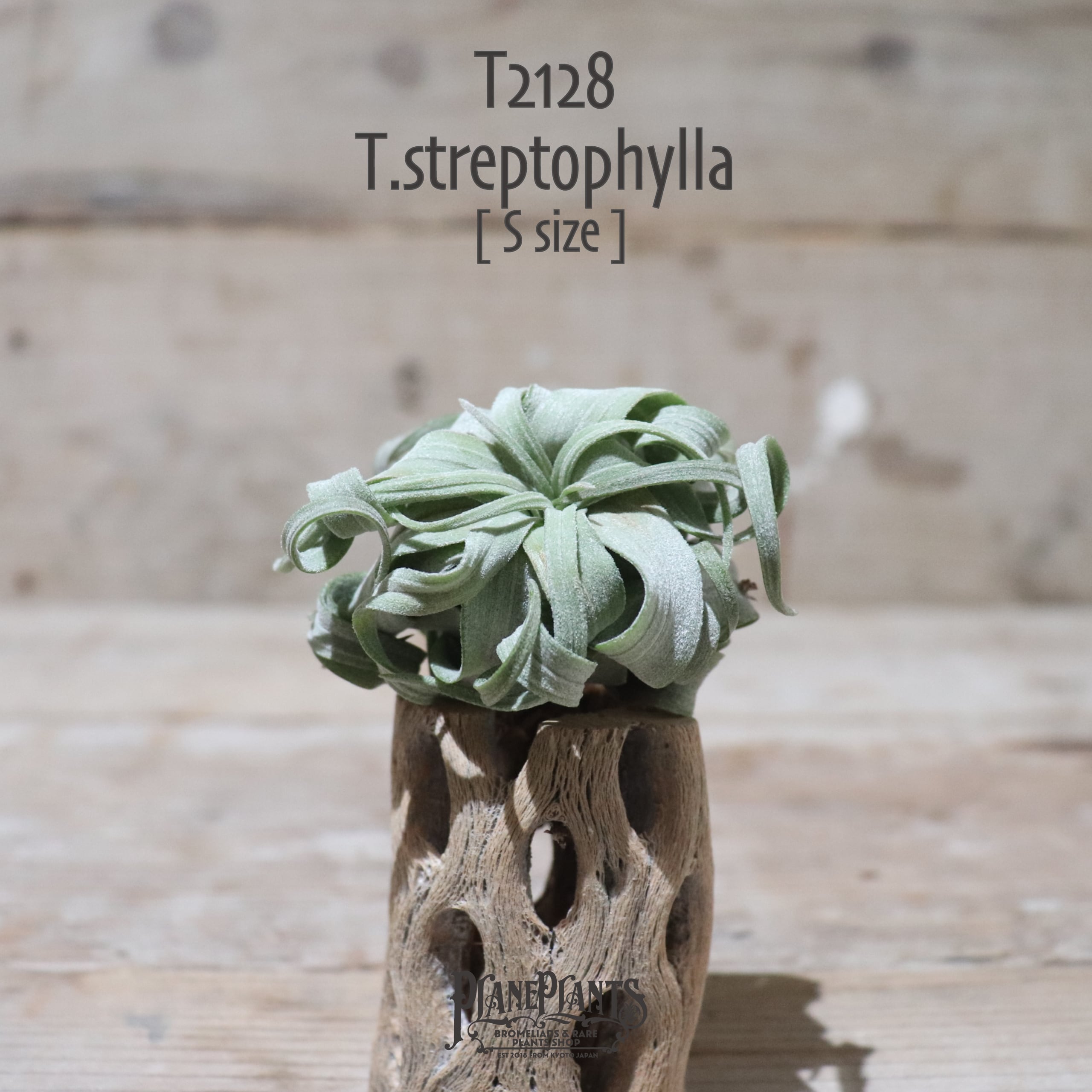 【送料無料】ストレプトフィラ S〔エアプランツ〕現品発送T2128