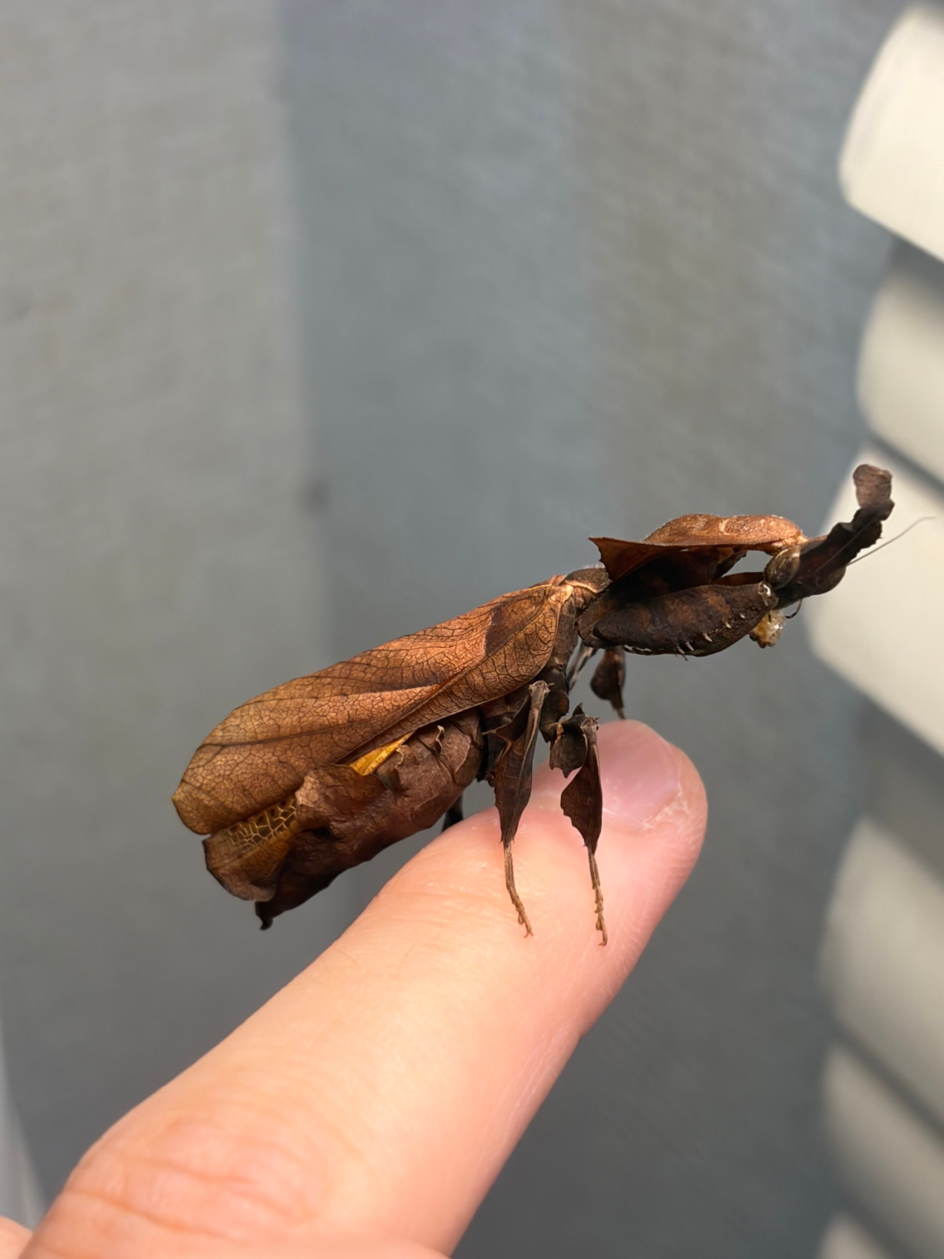 成虫♀】ゴーストマンティス カマキリ 標本用としてもおすすめです