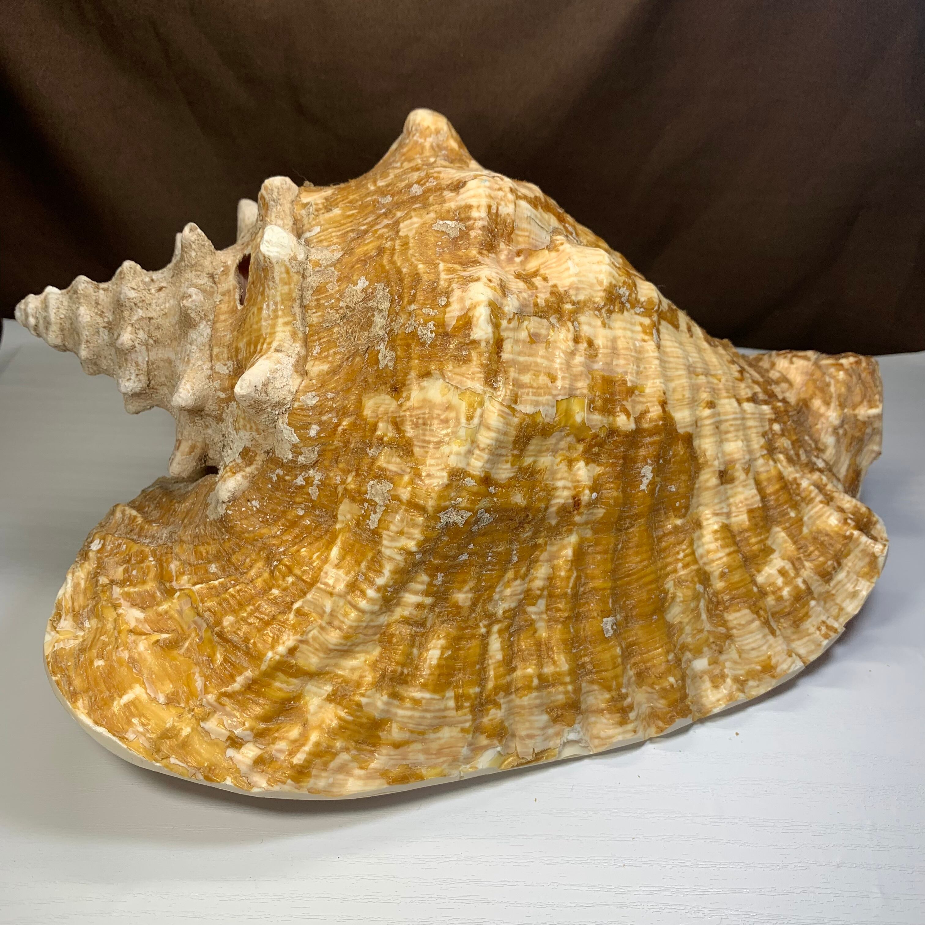 2.クイーンコンクシェル貝母・貝殻 | Pay ID