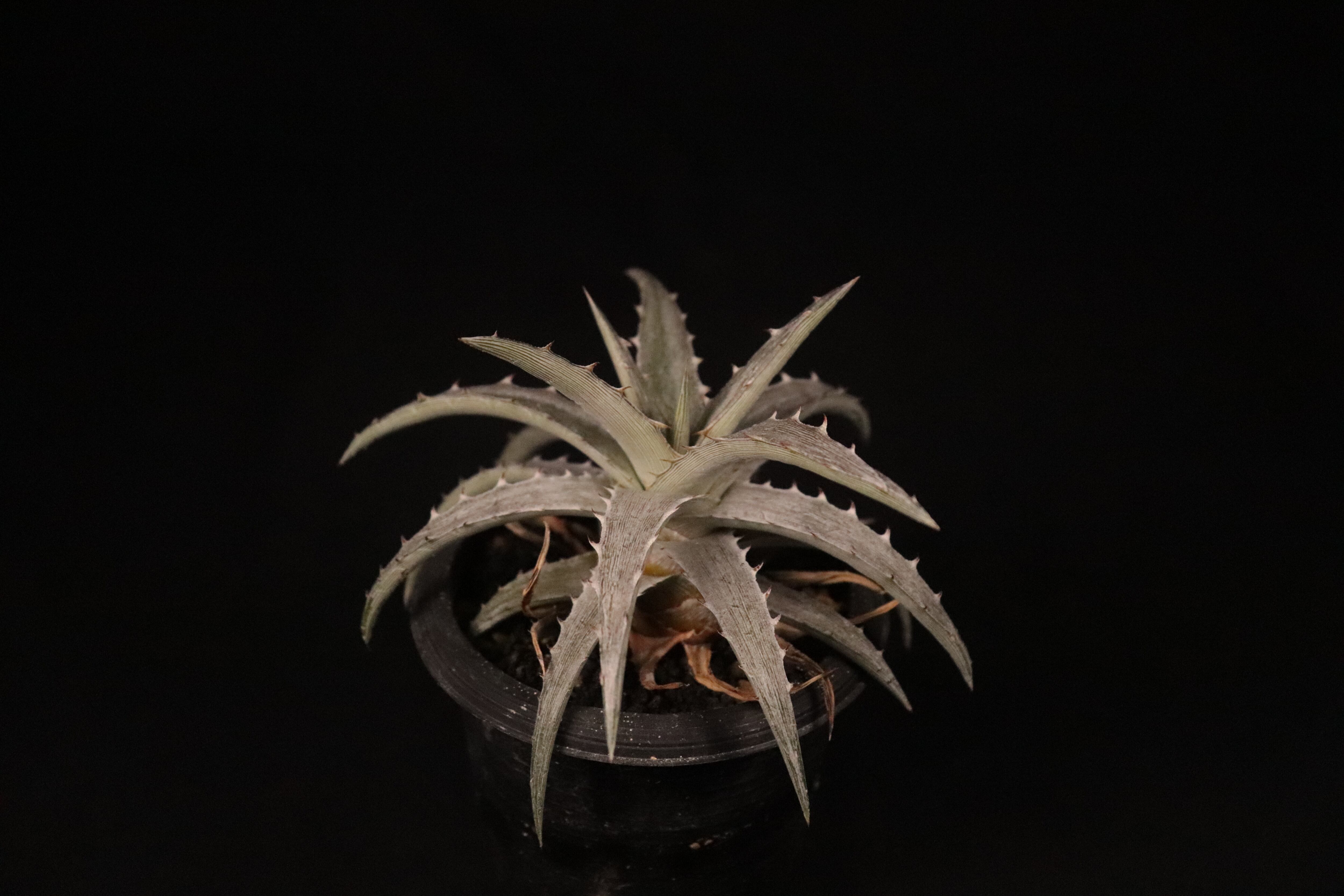ディッキア Dyckia 'Brittle Star' F3 D033 ディッキア Dyckia 'Brittle Star' F3 D033 【公式通販】