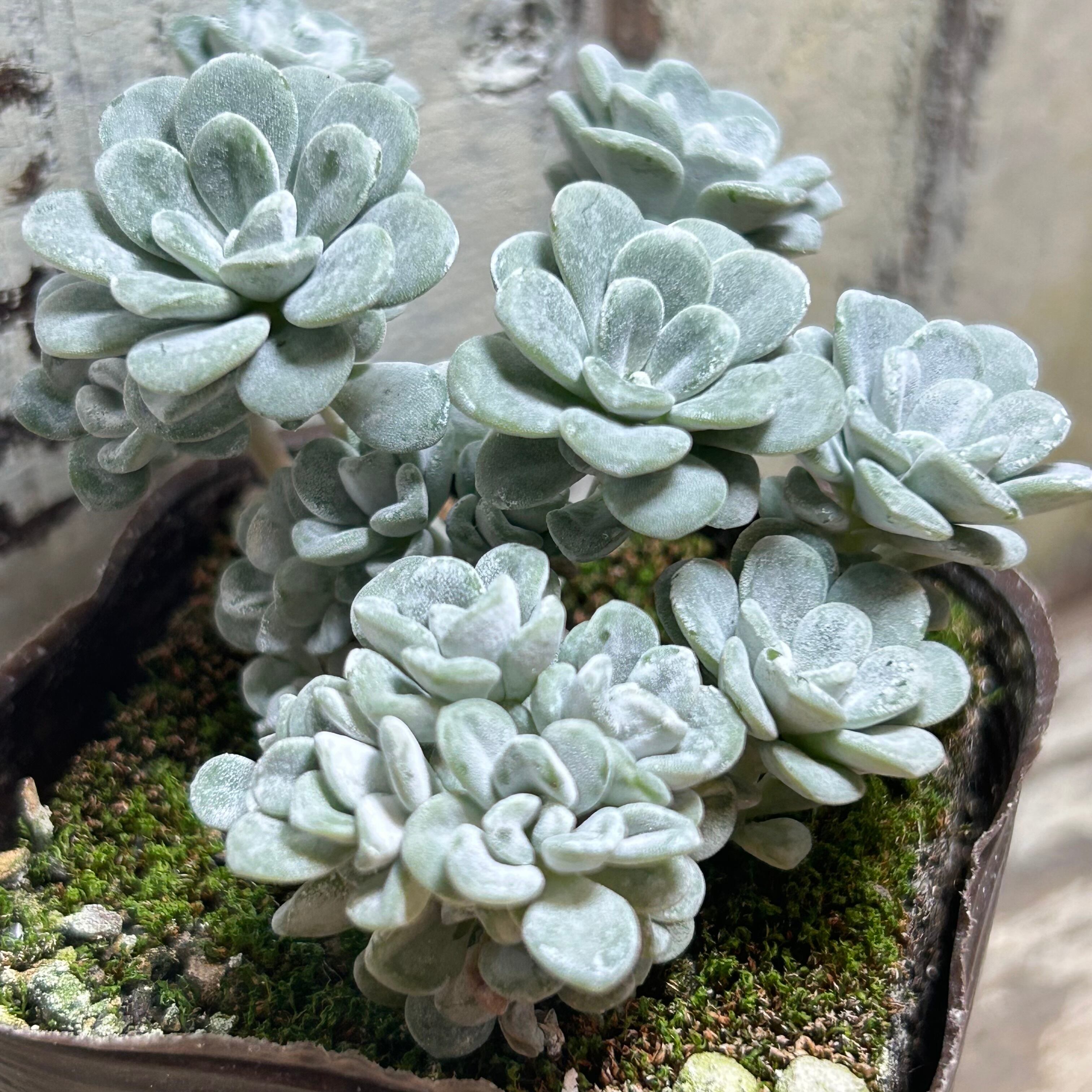 白雪ミセバヤ | RuPo 多肉植物専門店