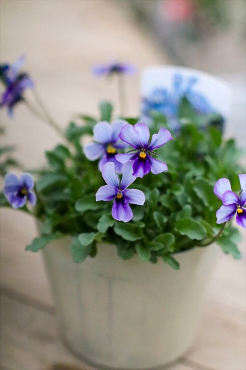 ともさま　Ｓ６3♥神戸べっぴんさん　ブルージャスミン♥超超大人気♥花苗ポットごと 神戸べっぴんさん】ブルージャスミン2ポット | オニ通