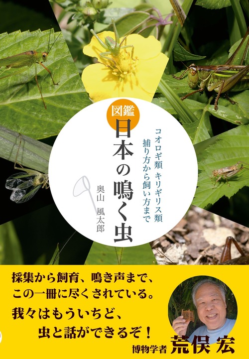 図鑑 日本の鳴く虫 コオロギ類 キリギリス類 捕り方から飼い方まで　オマケつき