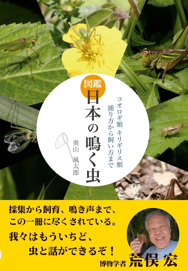 図鑑 日本の鳴く虫 コオロギ類 キリギリス類 捕り方から飼い方まで オマケつき