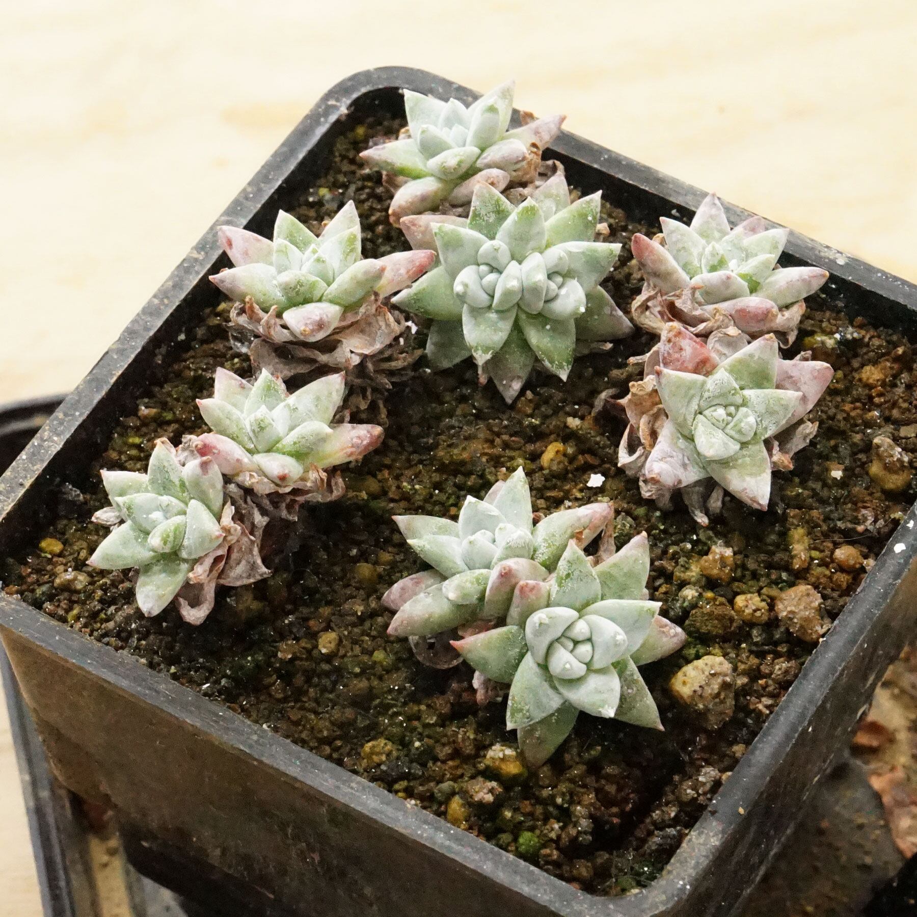 抜き苗 ダドレア グノマ Dudleya gnoma | PUKUBOOK SUCCULENTS
