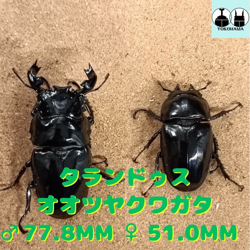 タランドゥスオオツヤクワガタ ♂ 77.8mm、♀51.0mm ペア 販売中
