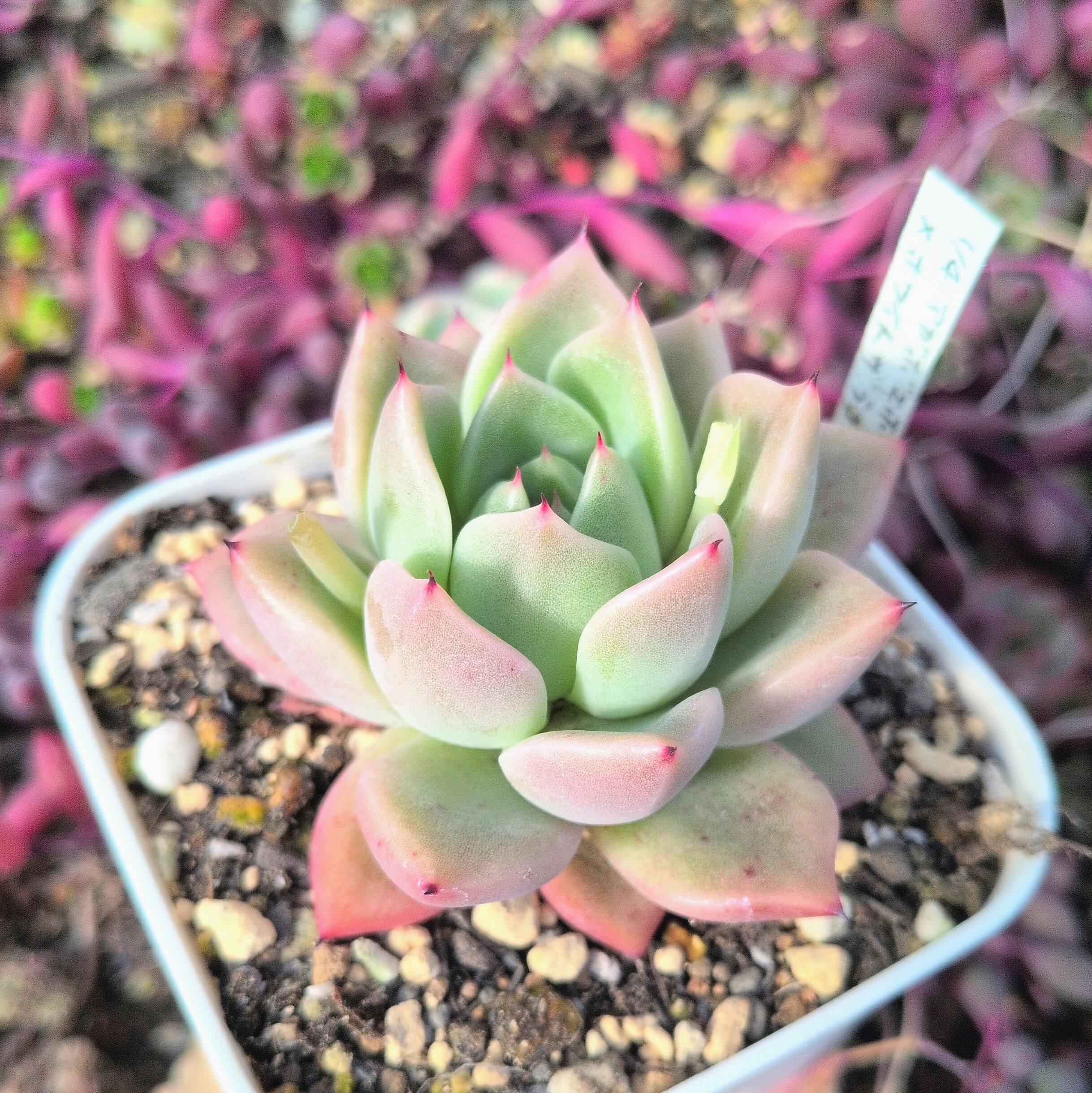 多肉植物のネットショップ ST Farm