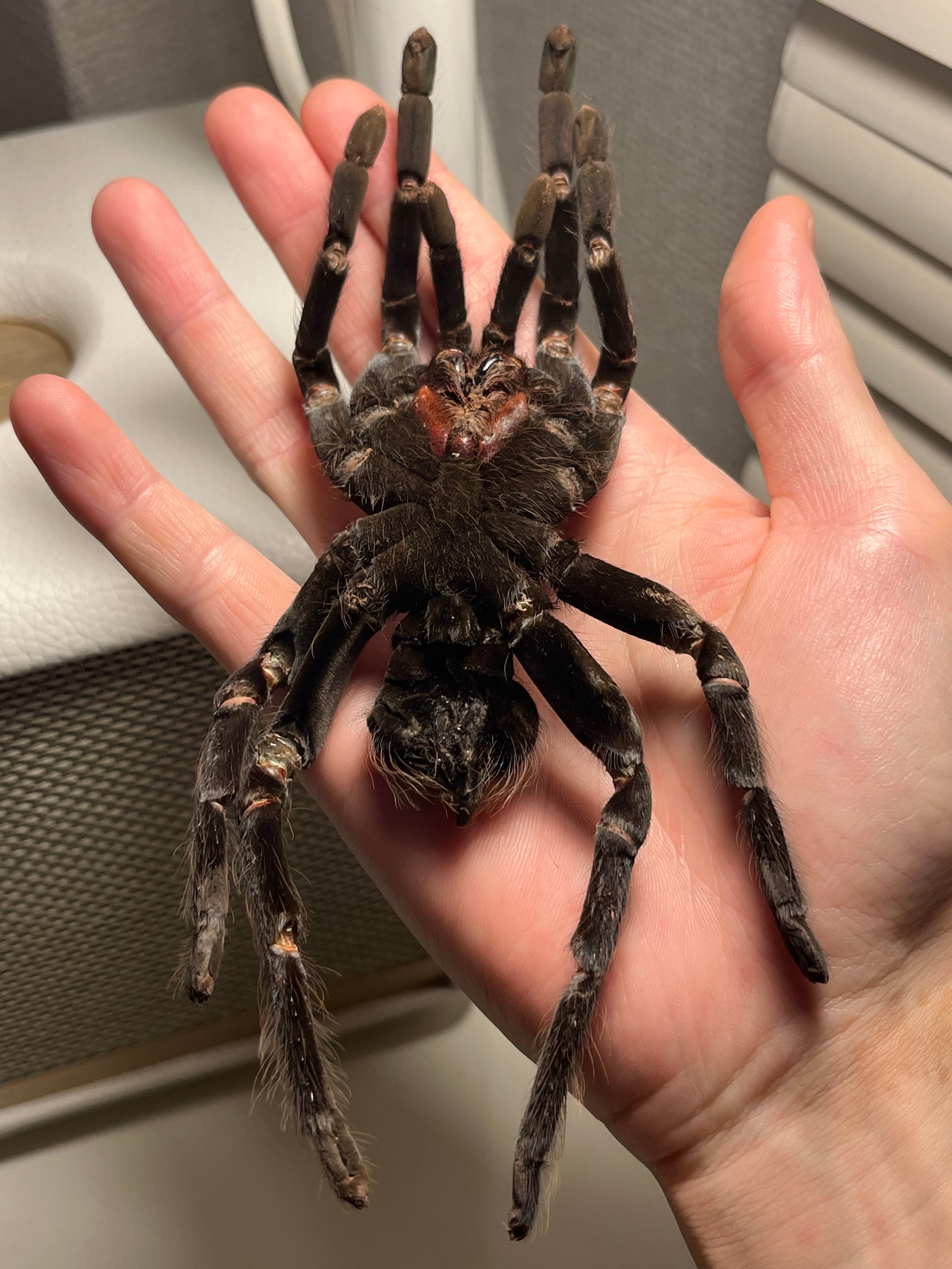 特大標本】ボリビアンスティーリーブルータランチュラ LS18cm程ムカデ