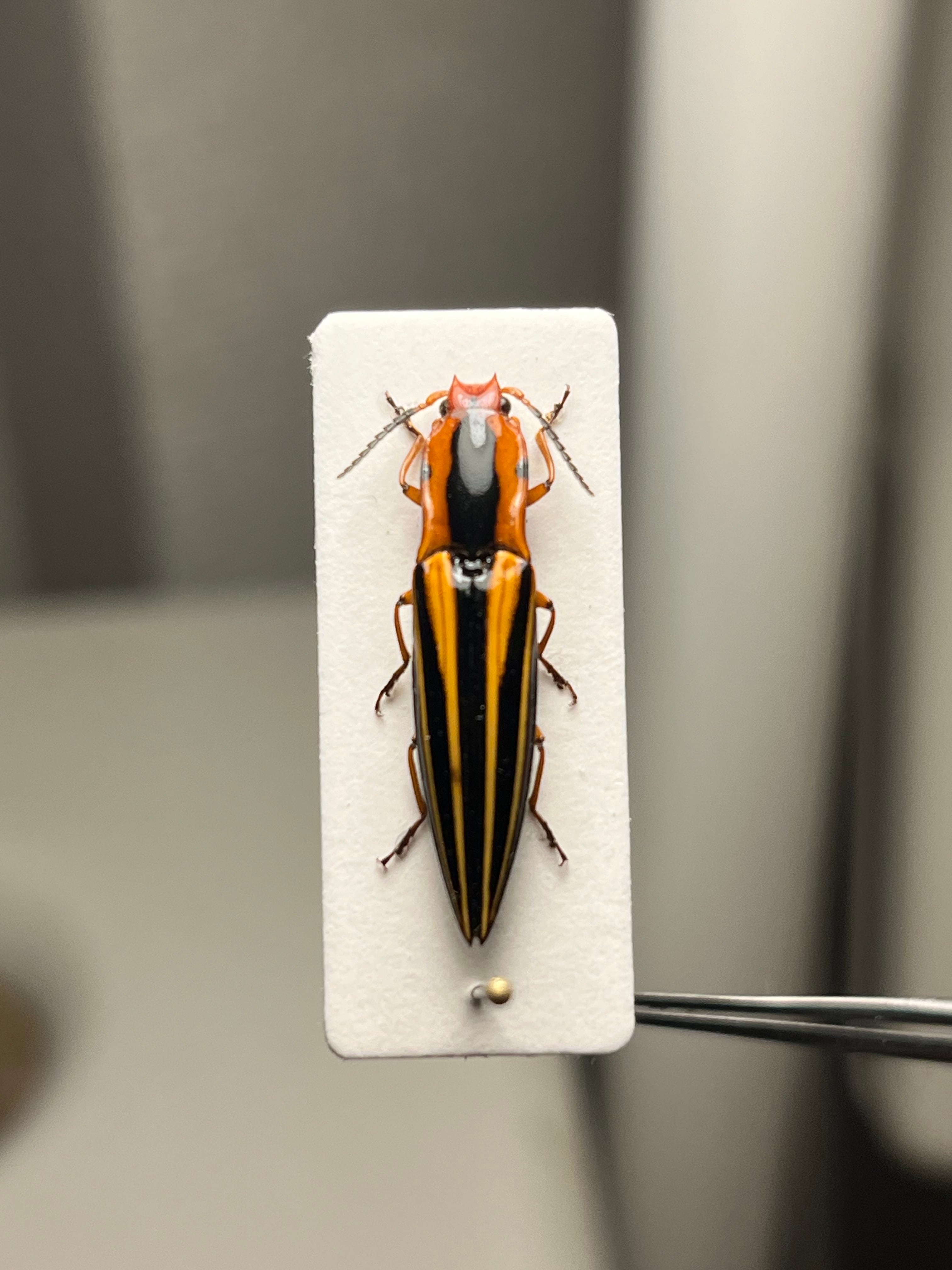 米搗虫 | オモニキチュウ