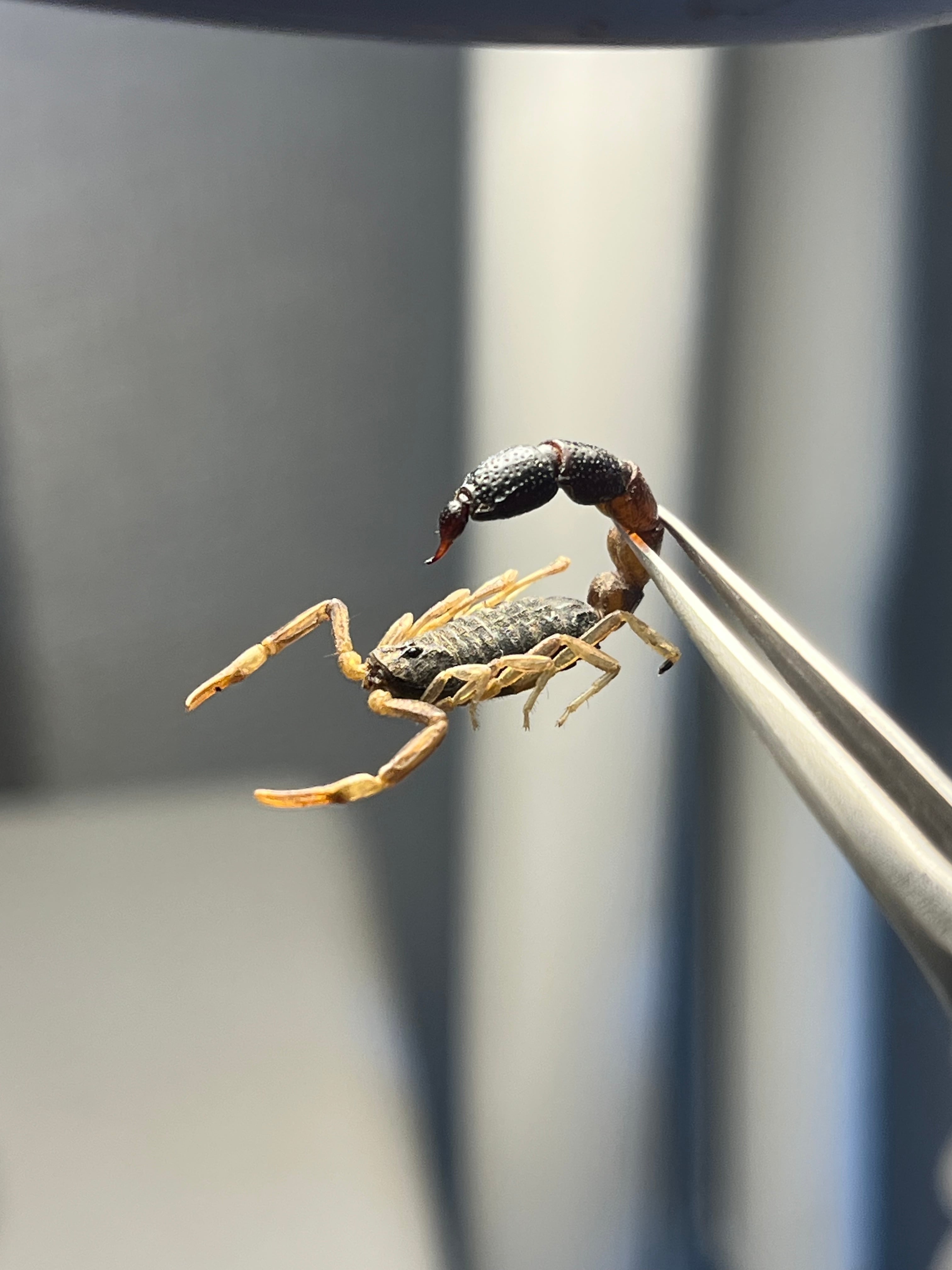 噂ノ蠍】ピラーテイルスコーピオンOrthochirus bicolor サソリ