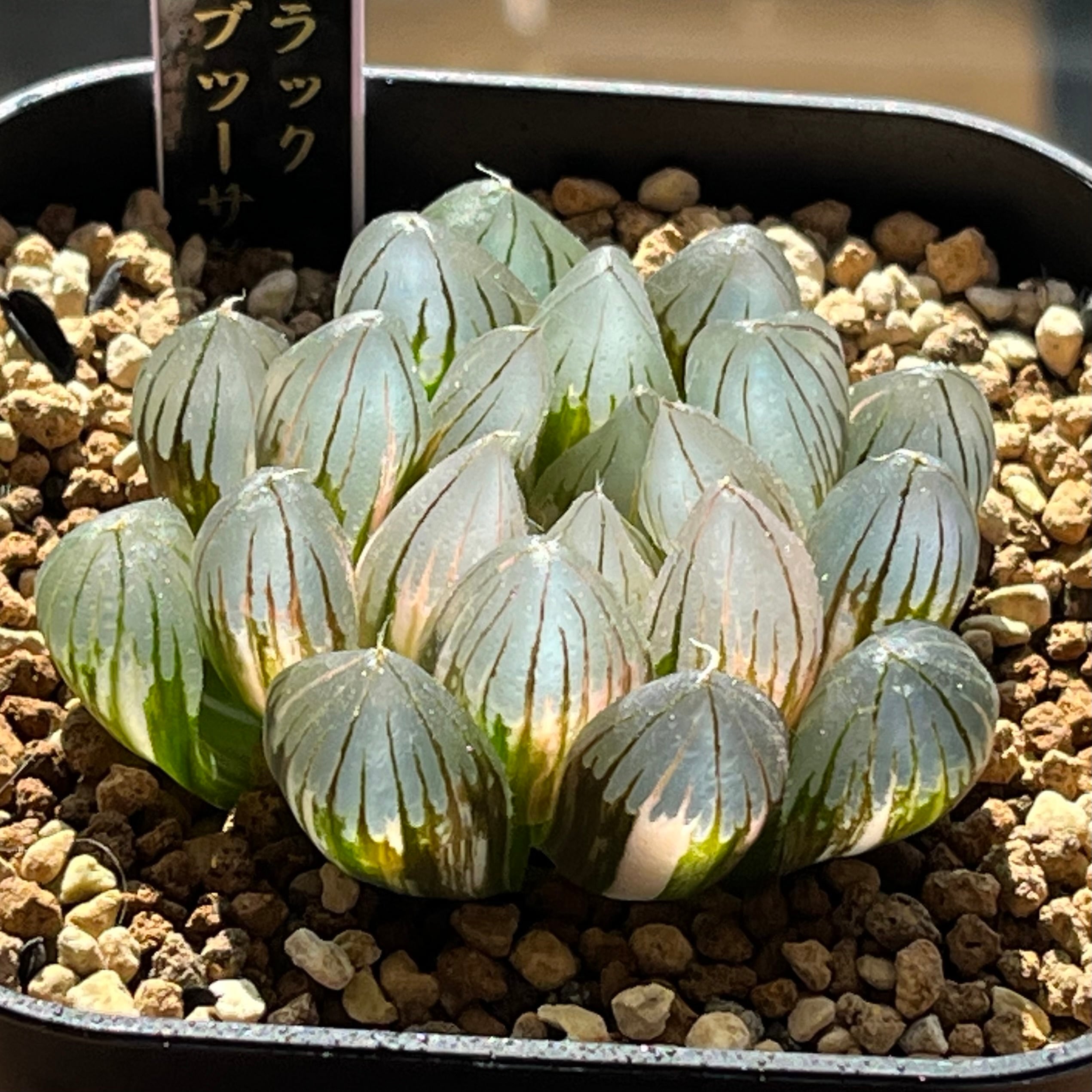 O*Z様 多肉植物　ハオルチア　翠雲錦　超美品　親株　極上斑 O*Z様 多肉植物 ハオルチア 翠雲錦 超美品 親株 極上斑 O*Z様 多肉植物