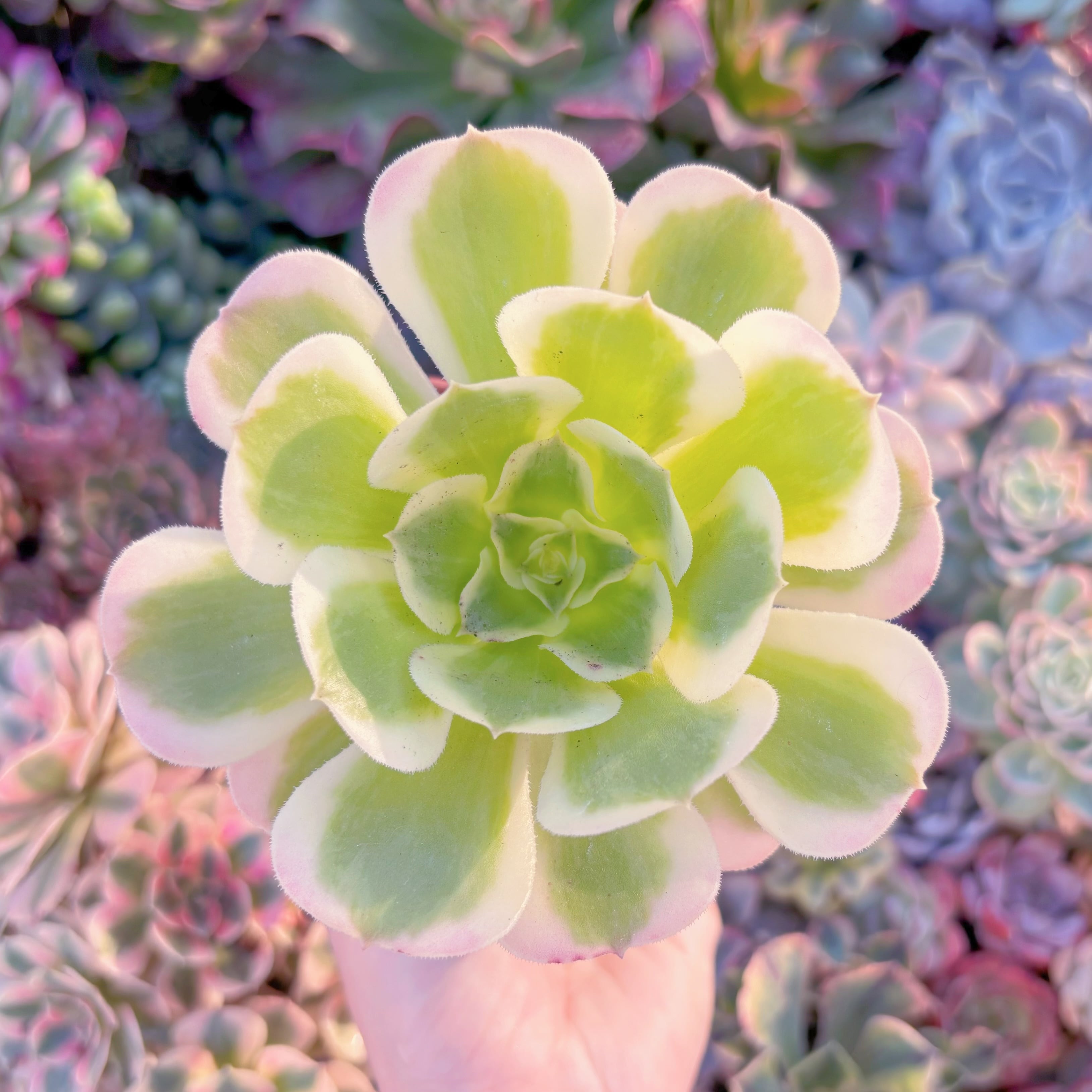 現物　Aeonium 白鳳錦#C54　るる農園