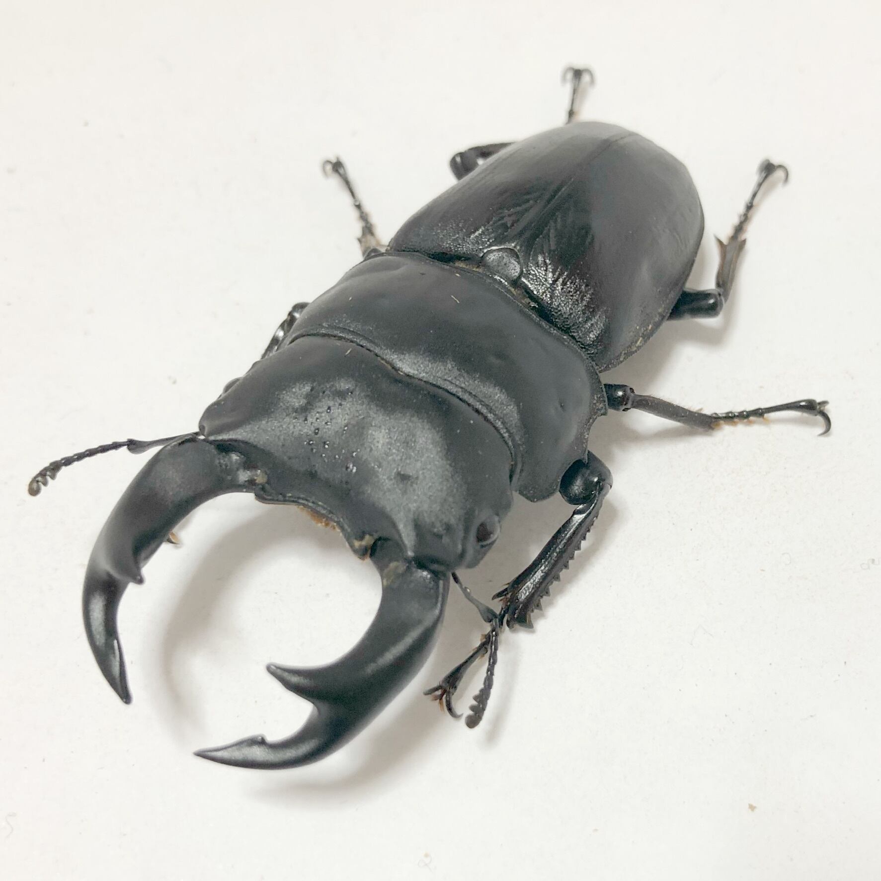 オオクワガタ久留米大型血統♀単