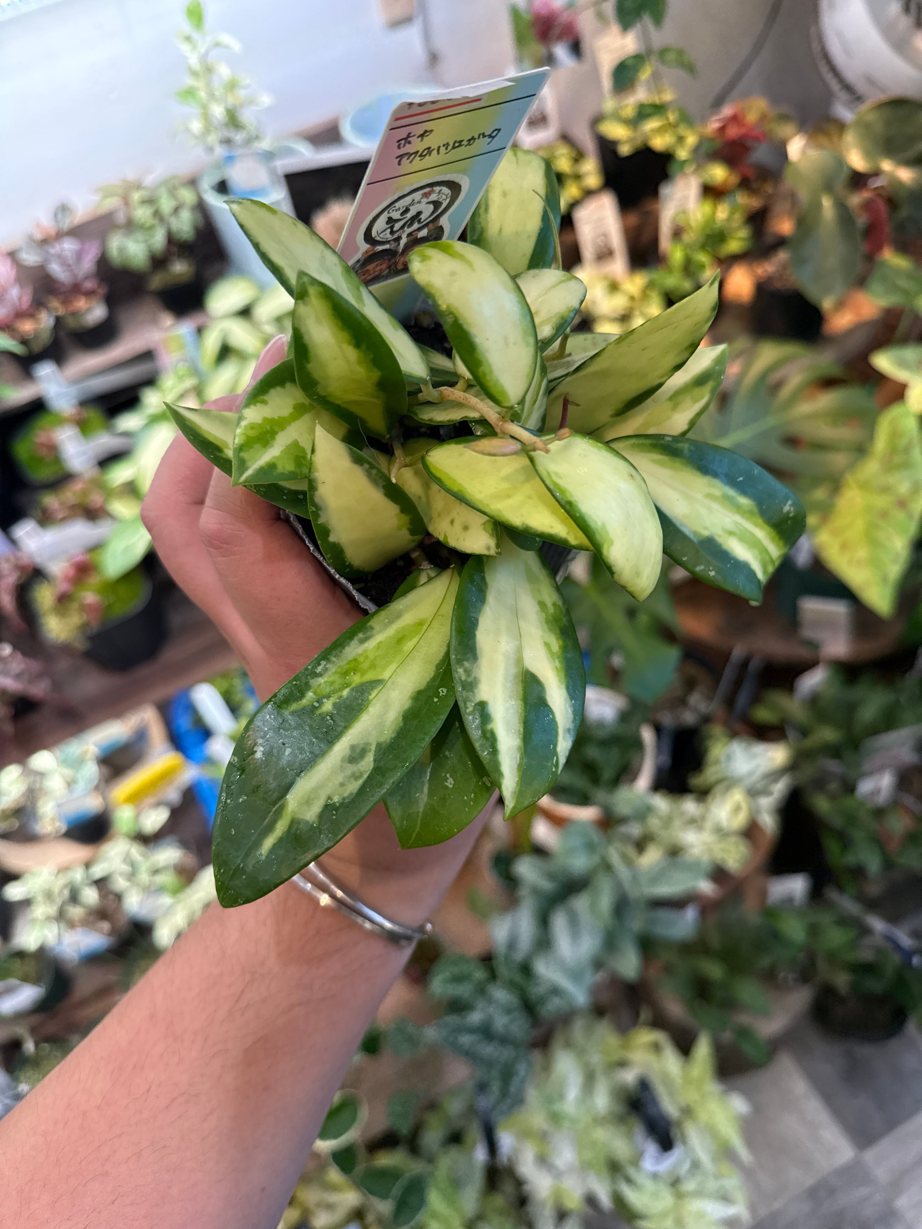 ホヤ アクタバリエガータ | Gardenえん 【観葉熱帯植物】