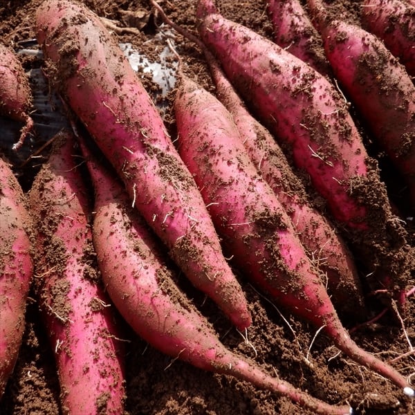 さつまいも5ｋｇ+　里芋5ｋｇ+　自然栽培（無農薬・無肥料・無除草剤）　新ショウガ1kg　いのちの土の農園
