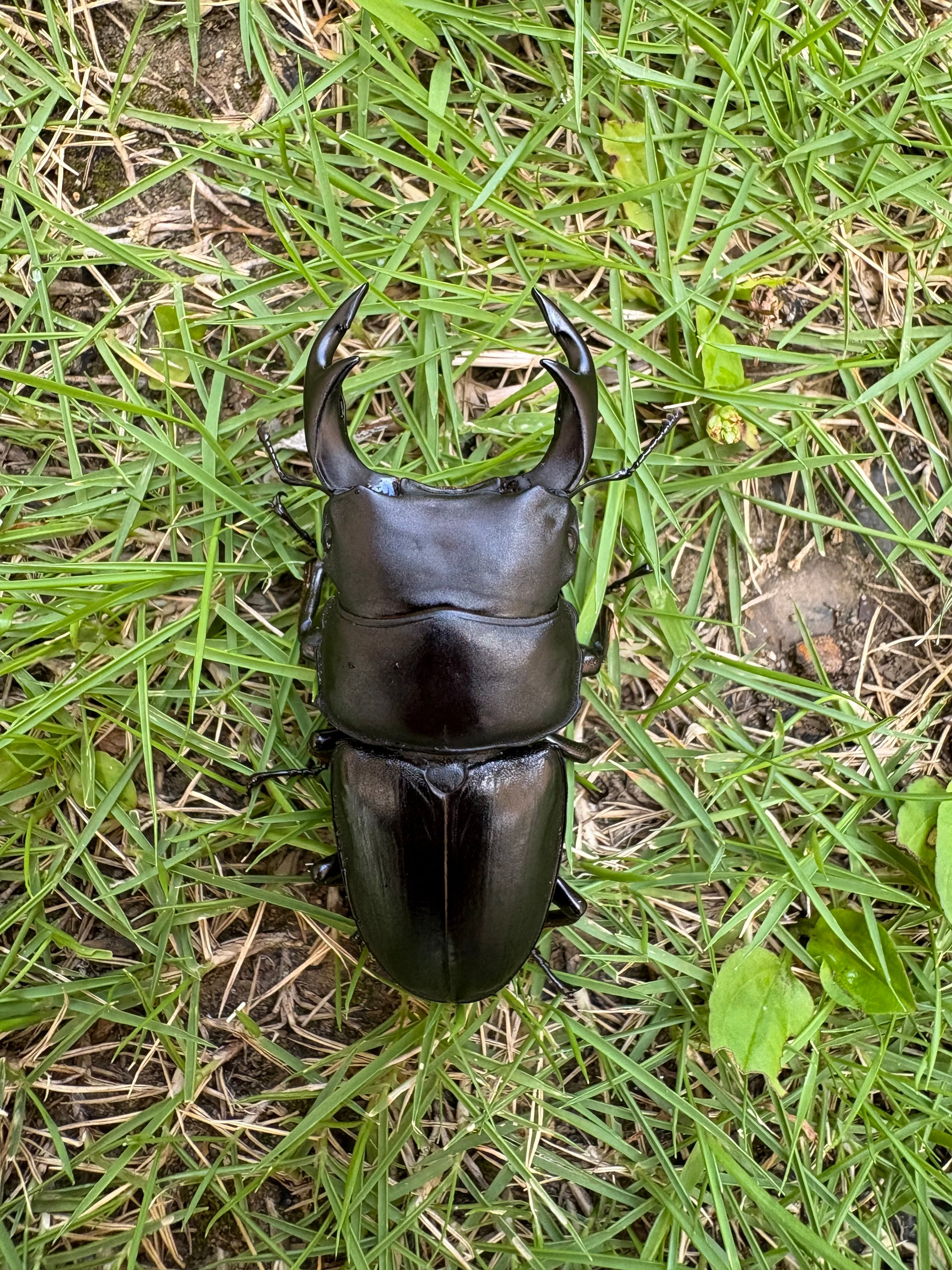 値下げしました！ビッグサイズ！ヘラクレスヘラクレス新成虫ペア 142mm