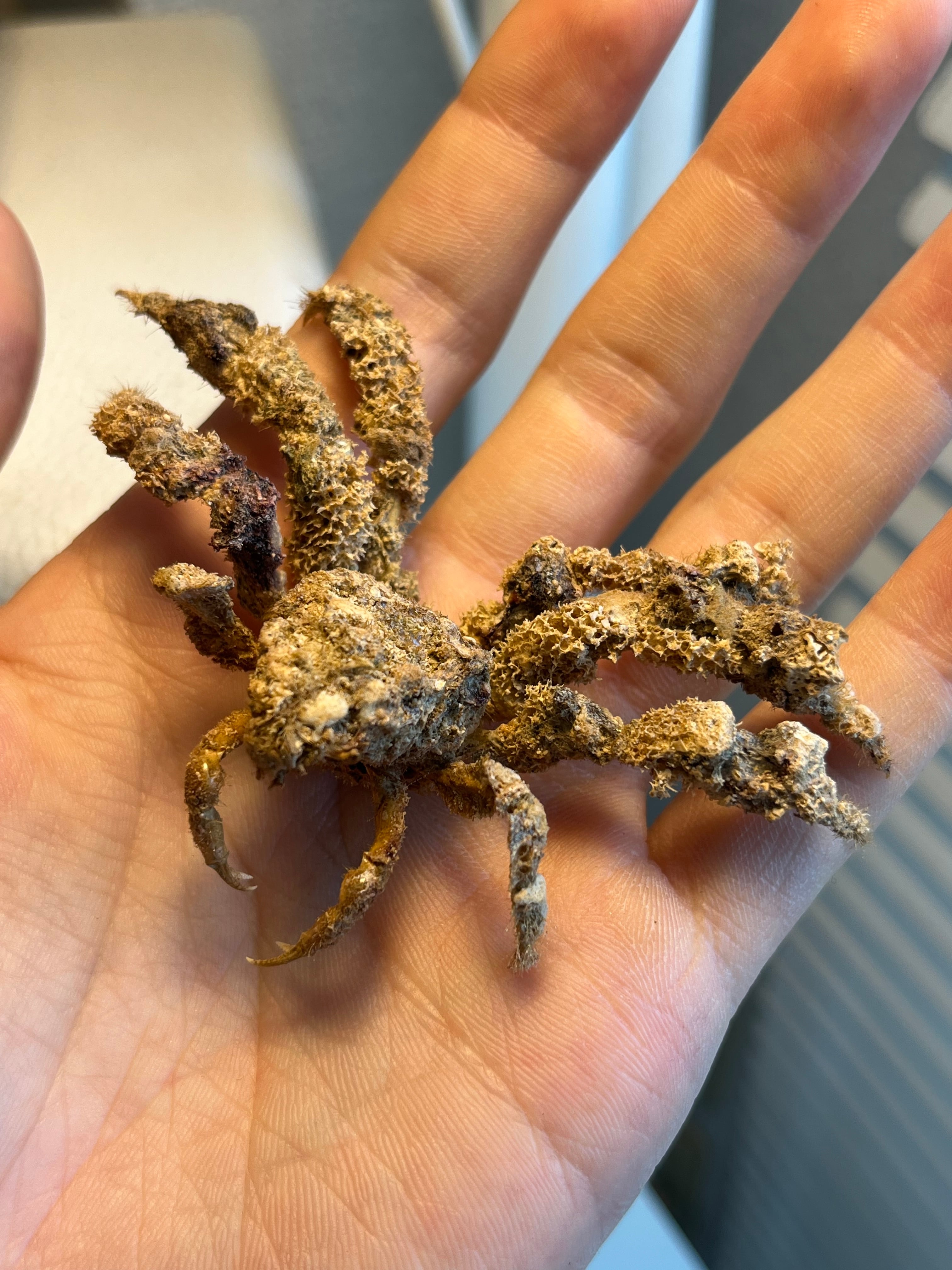 甲殻類 | オモニキチュウ