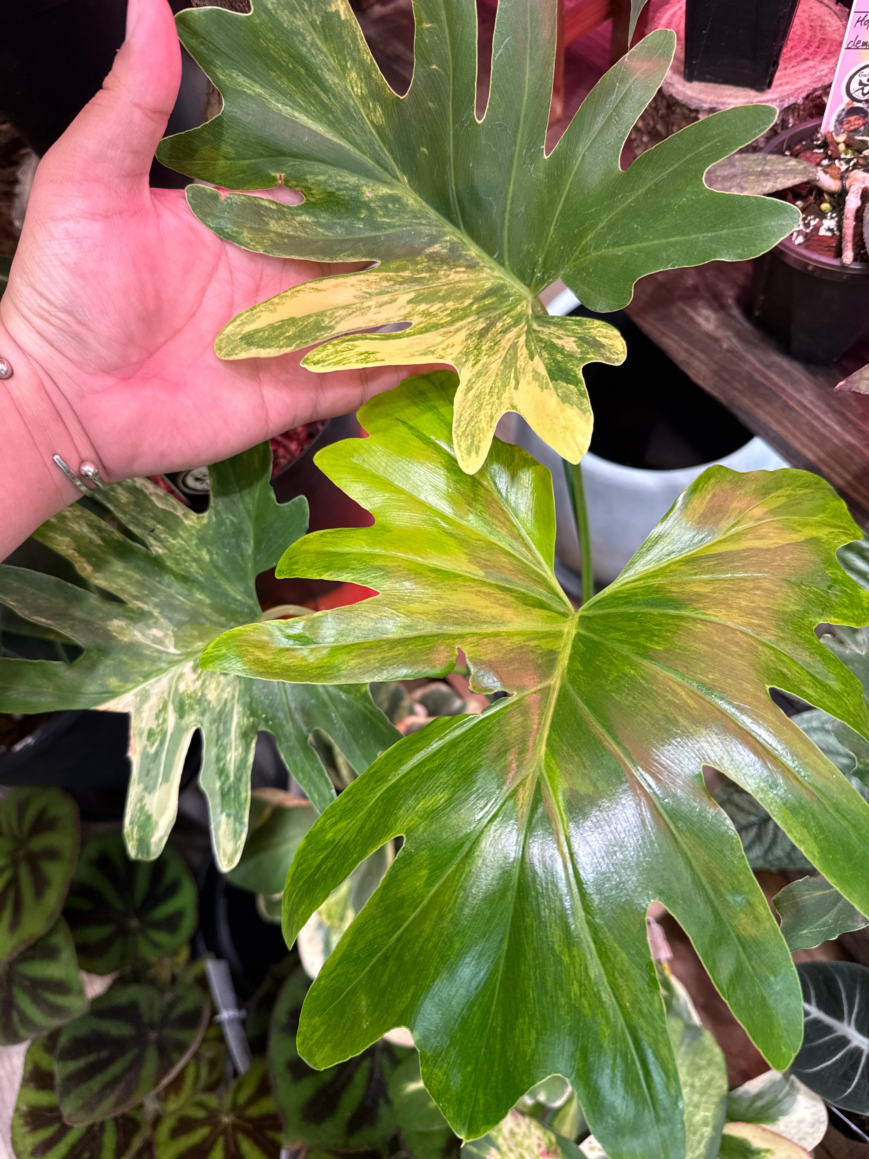 フィロデンドロン セローム斑入り | Gardenえん 【観葉熱帯植物】