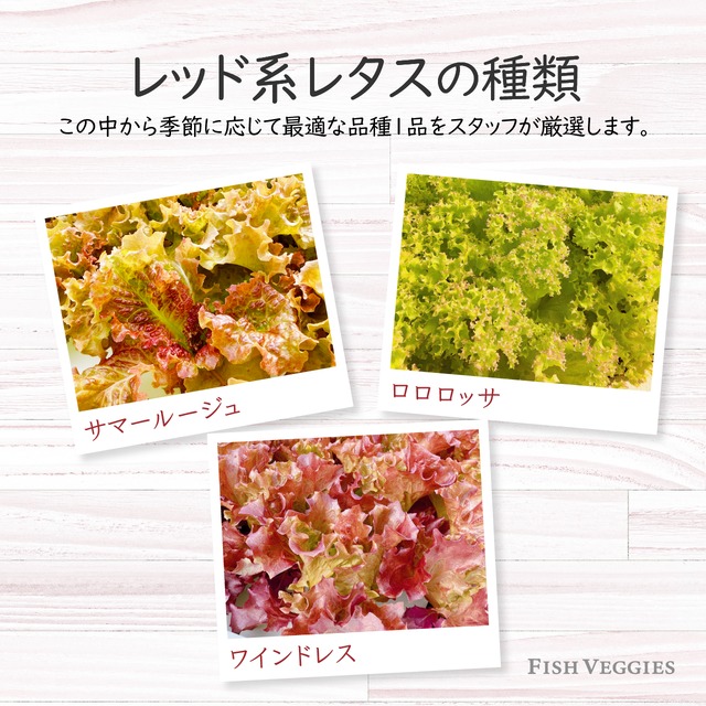 【FISH VEGGIES】にんじん生ドレッシングとレタスのセット　国産にんじん使用　添加物・化学調味料・着色料不使用