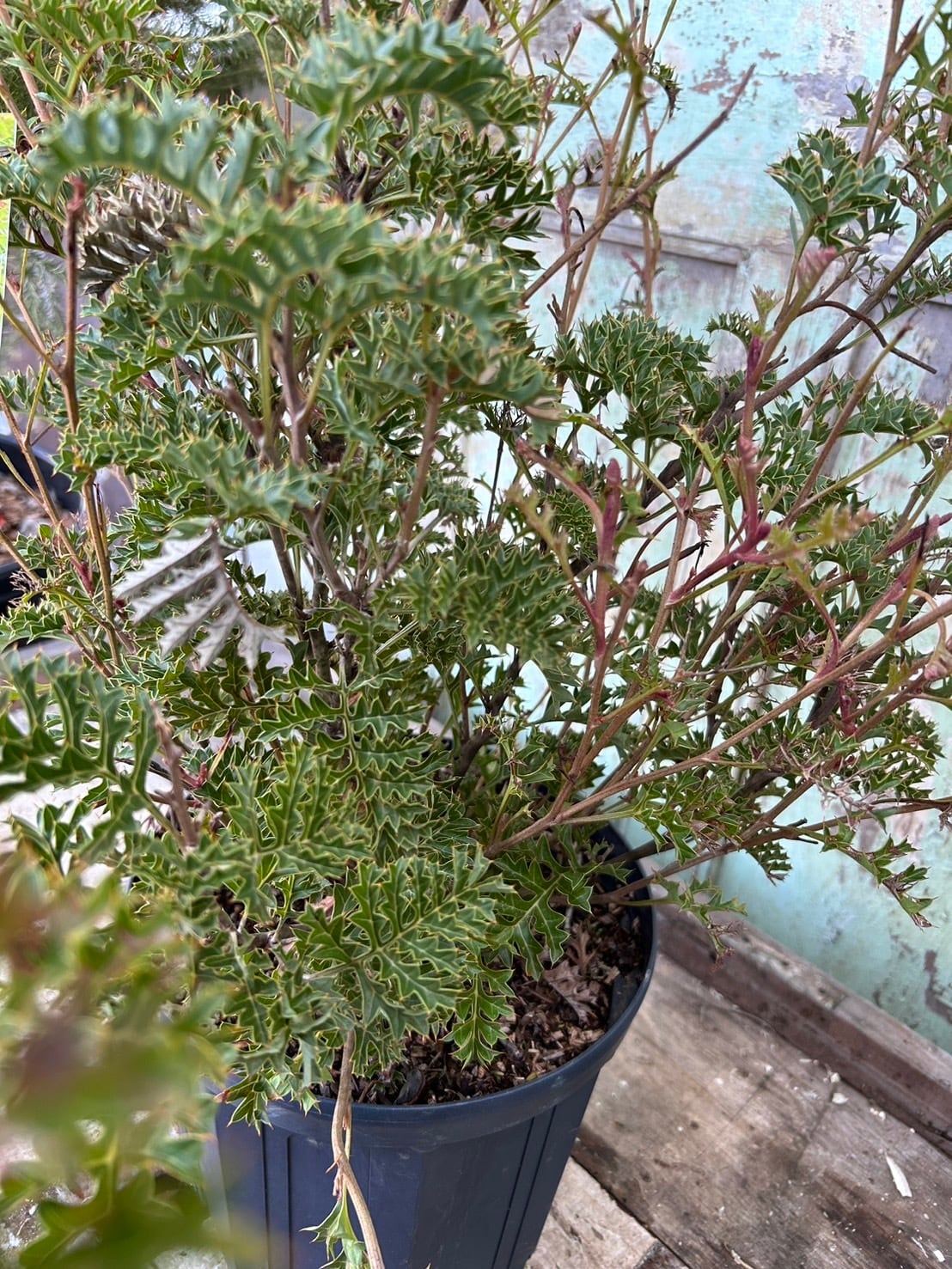 グレープグレビレア③ | 沼ノ上農園