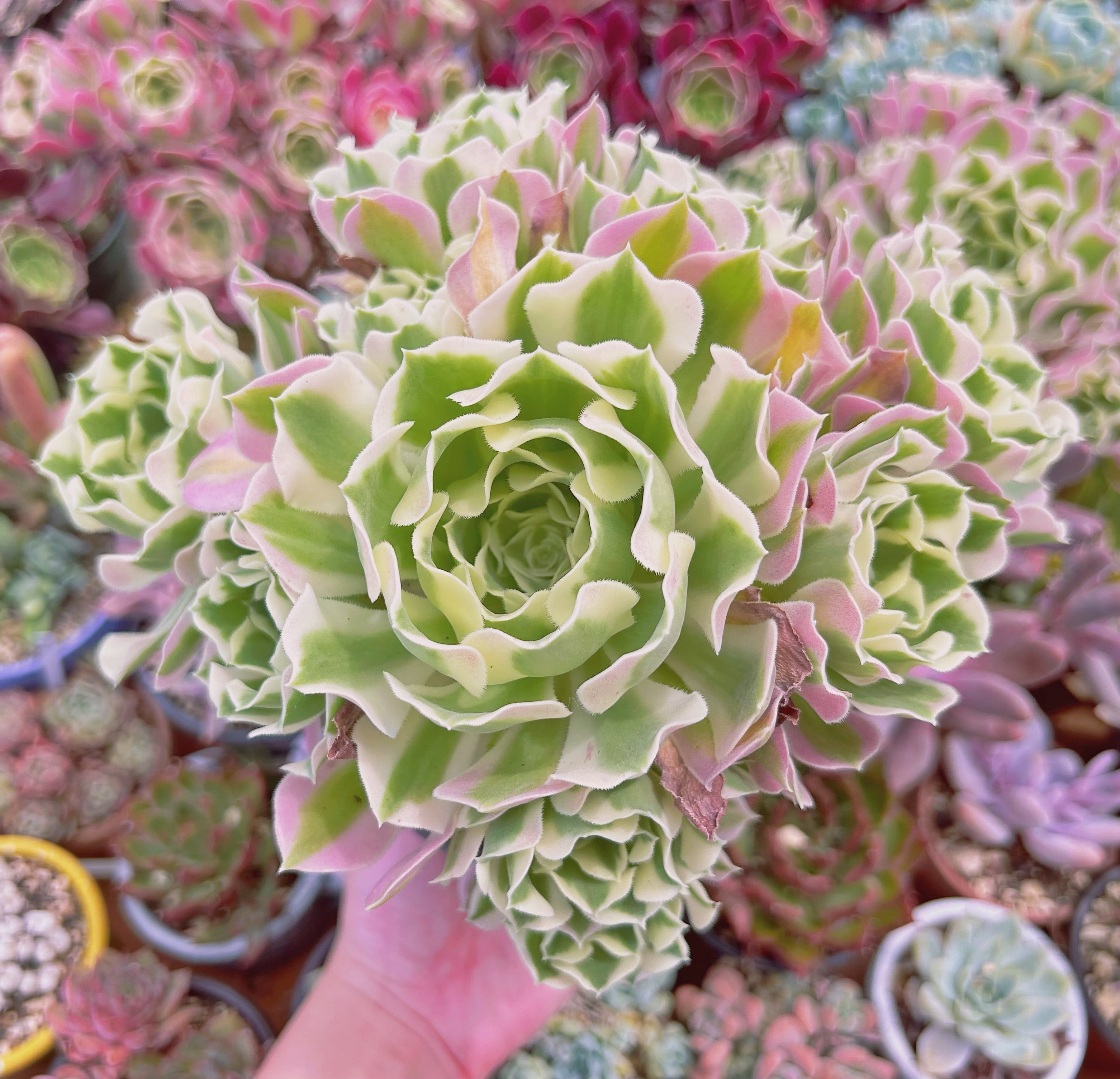 #1006現物　多肉植物　Aeonium   白鳳錦　特大　抜き苗